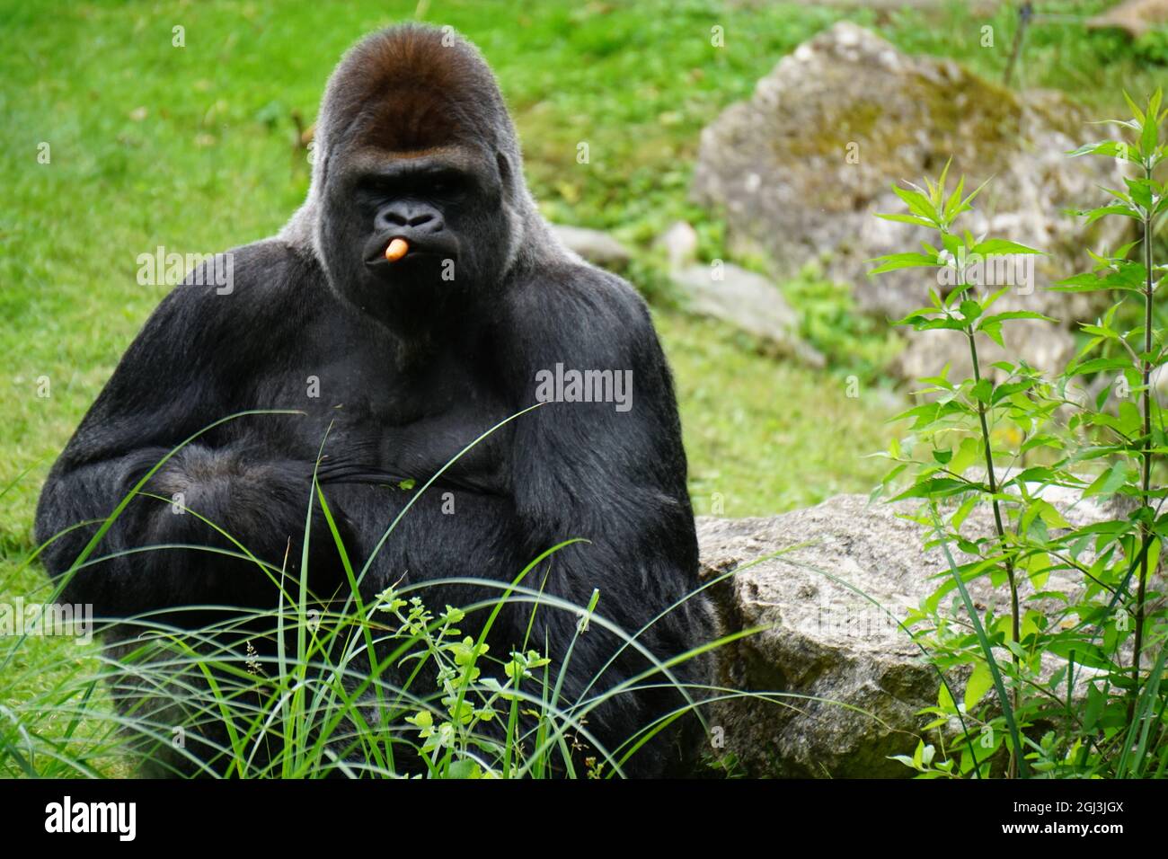 gorilla posteriore d'argento seduta e munching sulle carote allo zoo Foto Stock