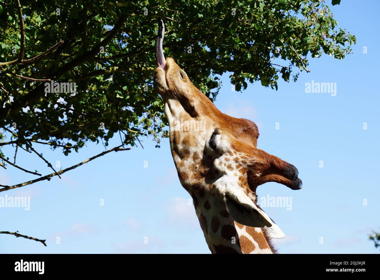 primo piano su una giraffa testa con lingua che cattura foglie su albero Foto Stock