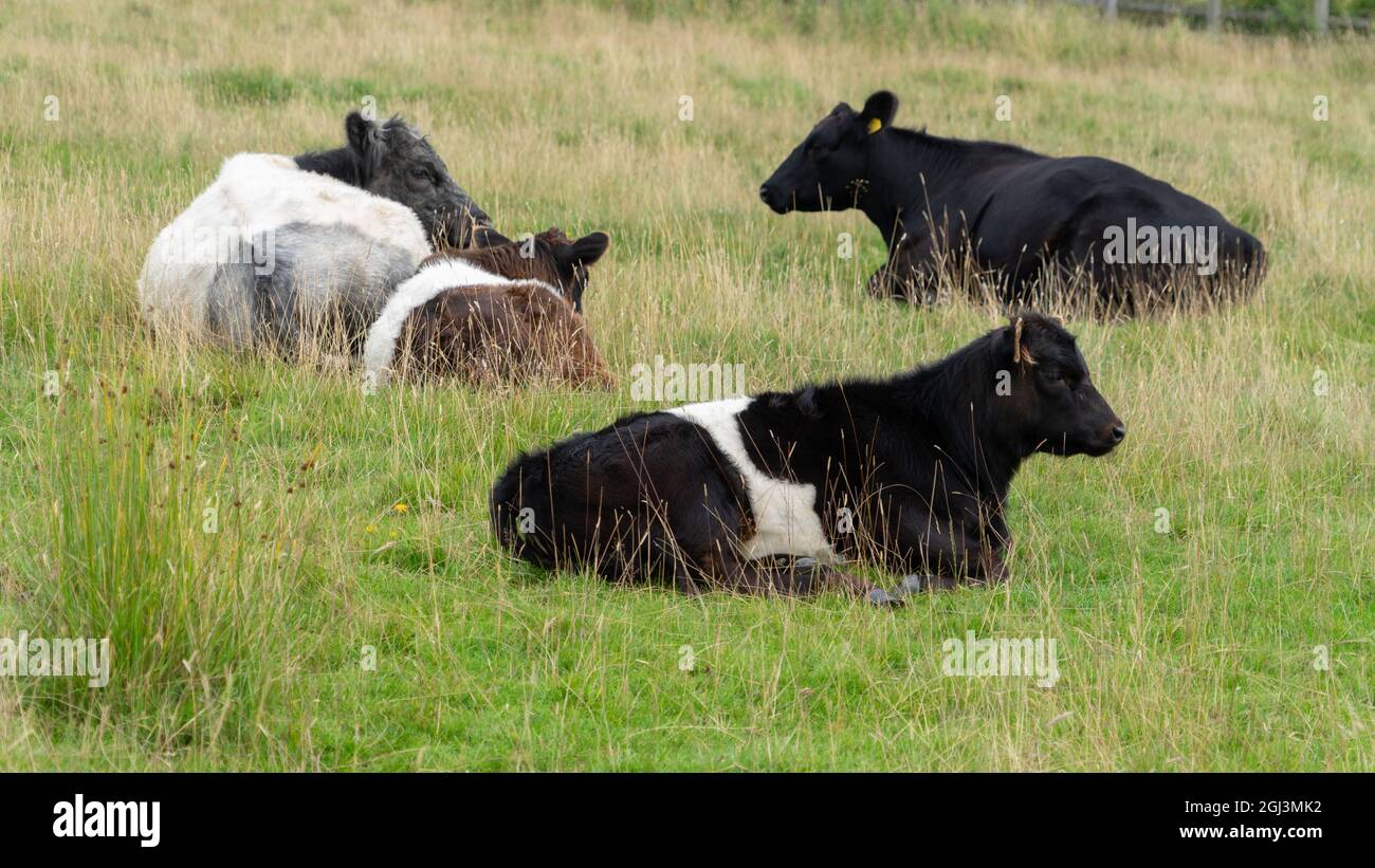 Belted Galloway vitello Foto Stock
