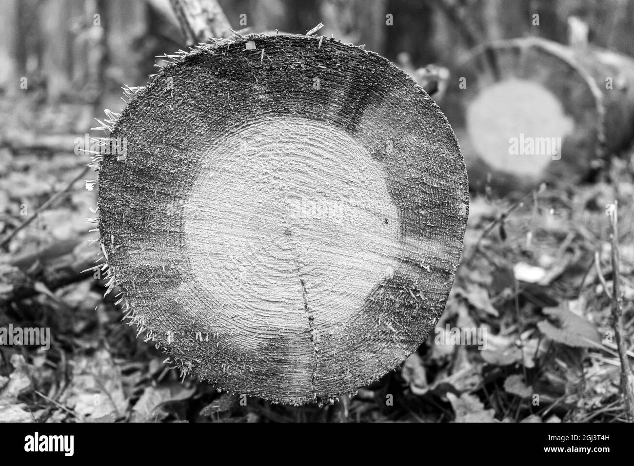 Taglio tronco albero in autunno foresta Foto Stock