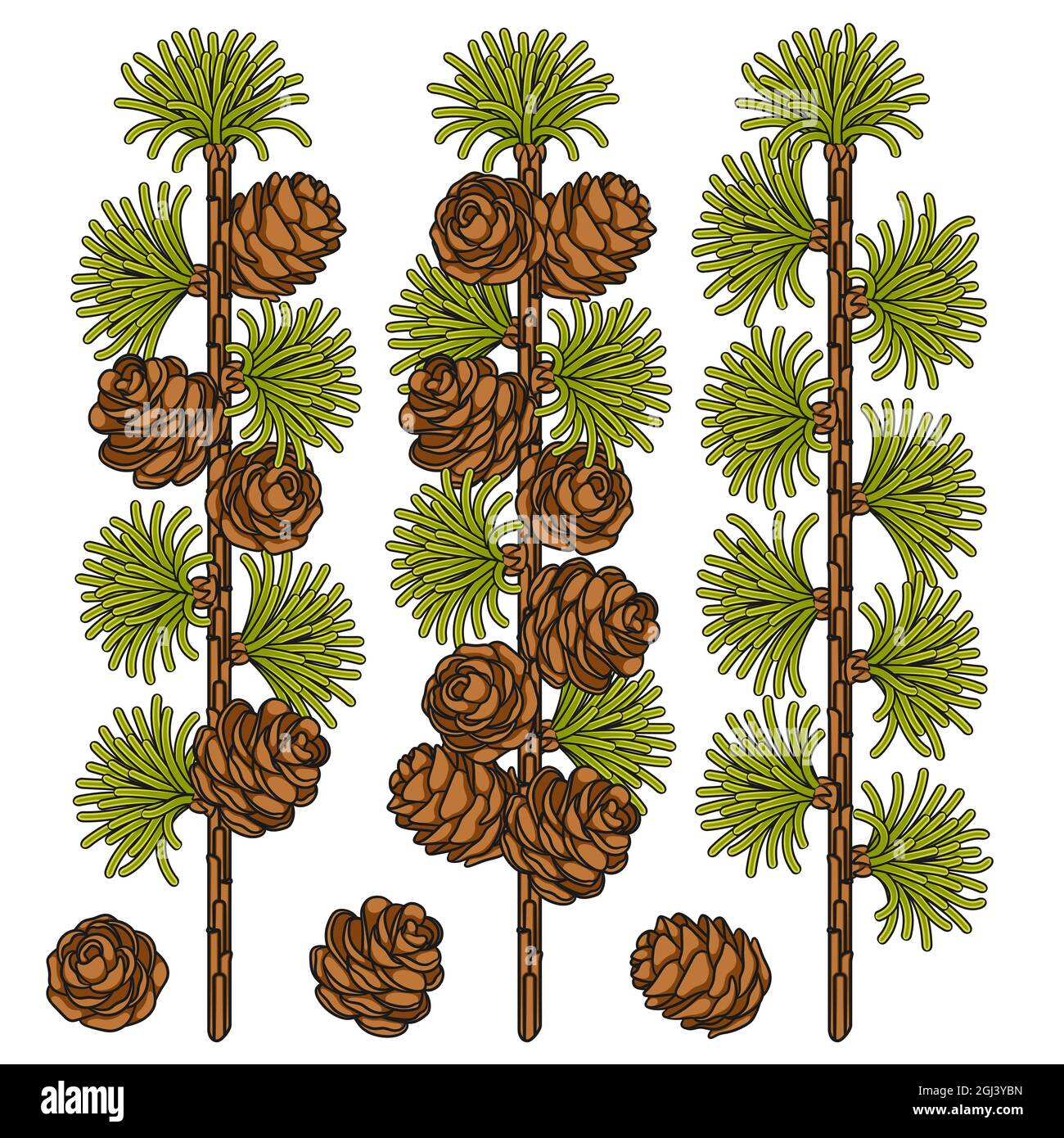 Set di immagini a colori di larice e coni. Oggetti vettoriali isolati su sfondo bianco. Illustrazione Vettoriale