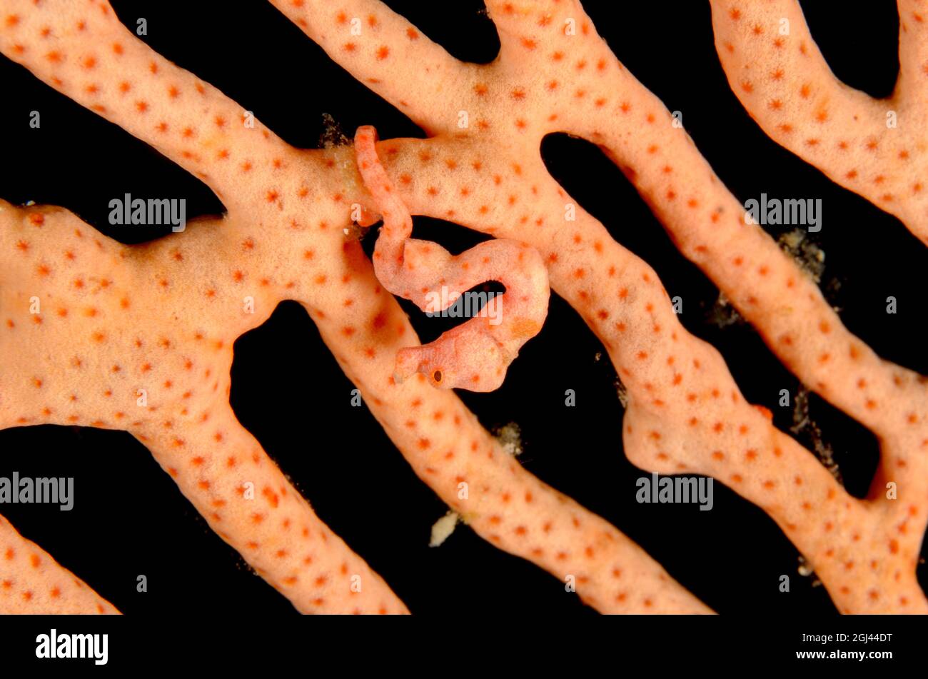 Denise's Pygmy Seahorse, Hippocampus denise, a Misool Islands, in Indonesia. Profondità: 18,1 m. Foto Stock