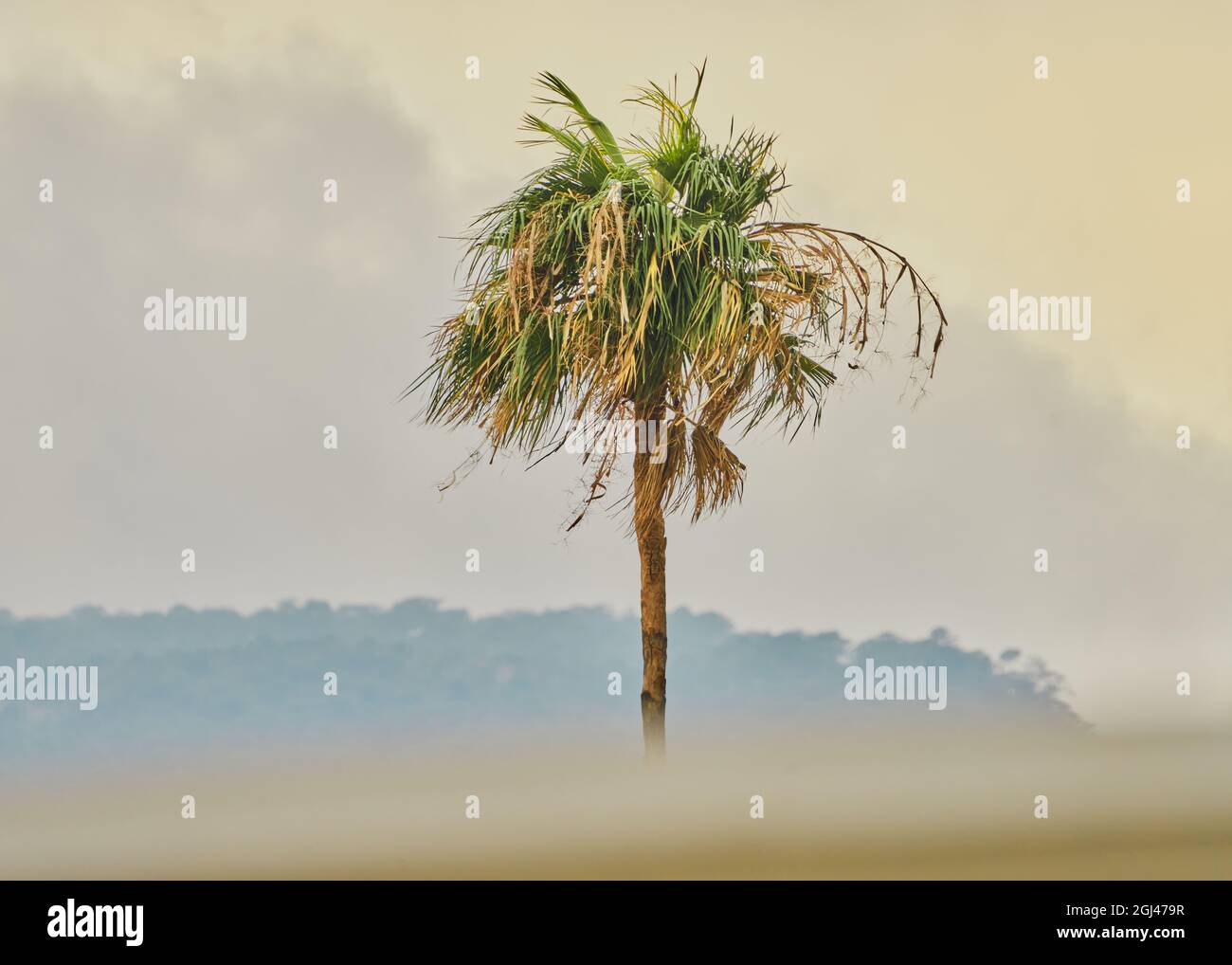 Vista panoramica di un'alta palma sulla spiaggia Foto Stock