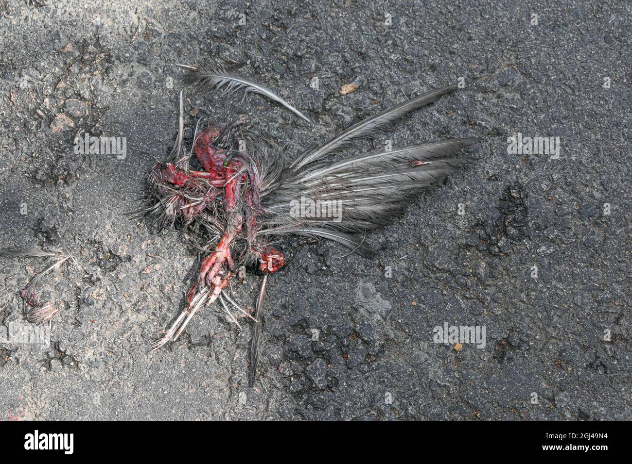 Resti di uccello morto su strada Foto Stock