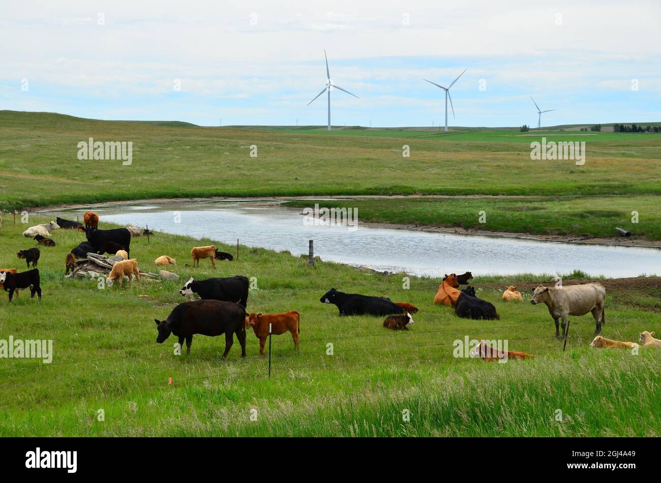 Roam bovino di manzo nel pascolo nel Dakota del Nord. Foto Stock