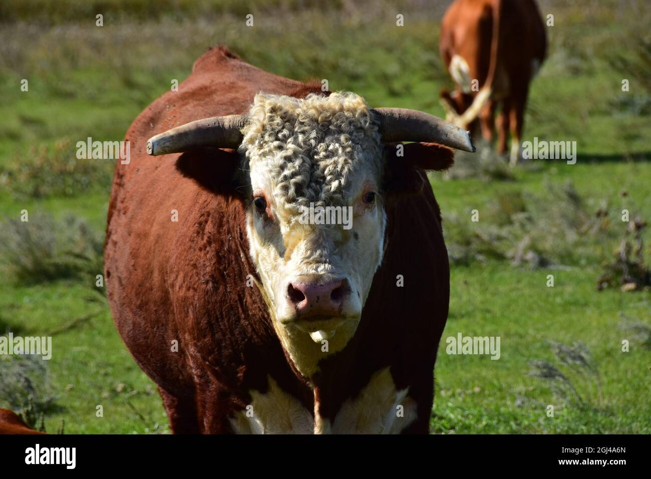 Primo piano di hereford bull in pascolo. Foto Stock