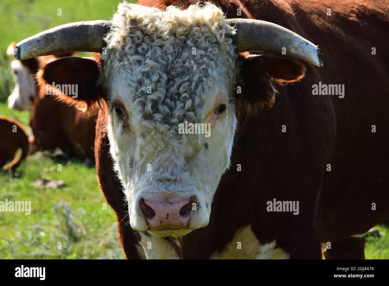 Primo piano di hereford bull in pascolo. Foto Stock