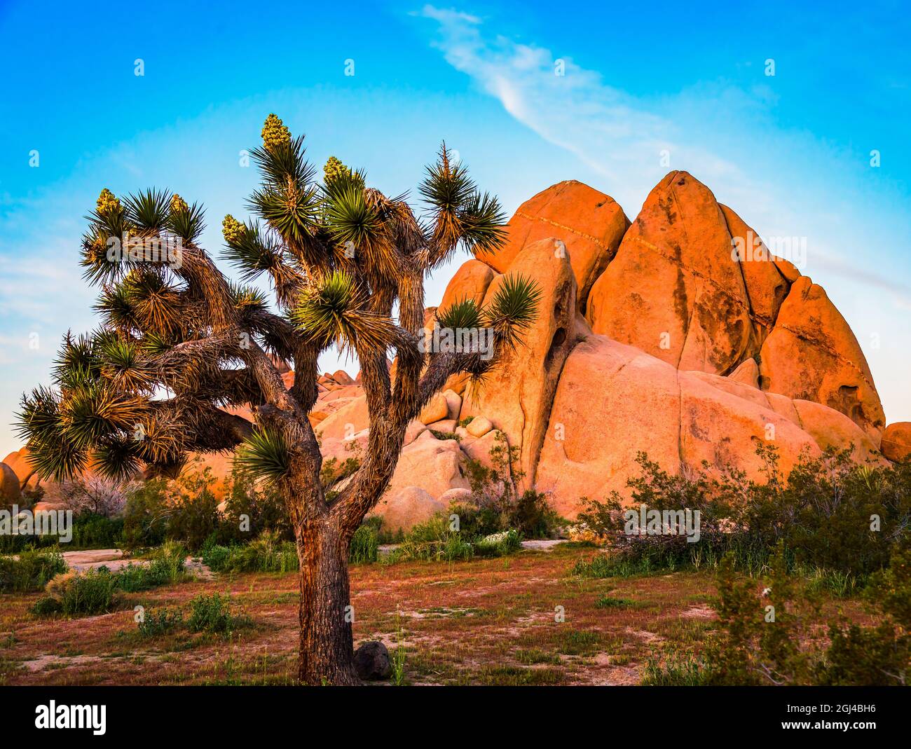 Joshua Tree Rock Formazione Foto Stock