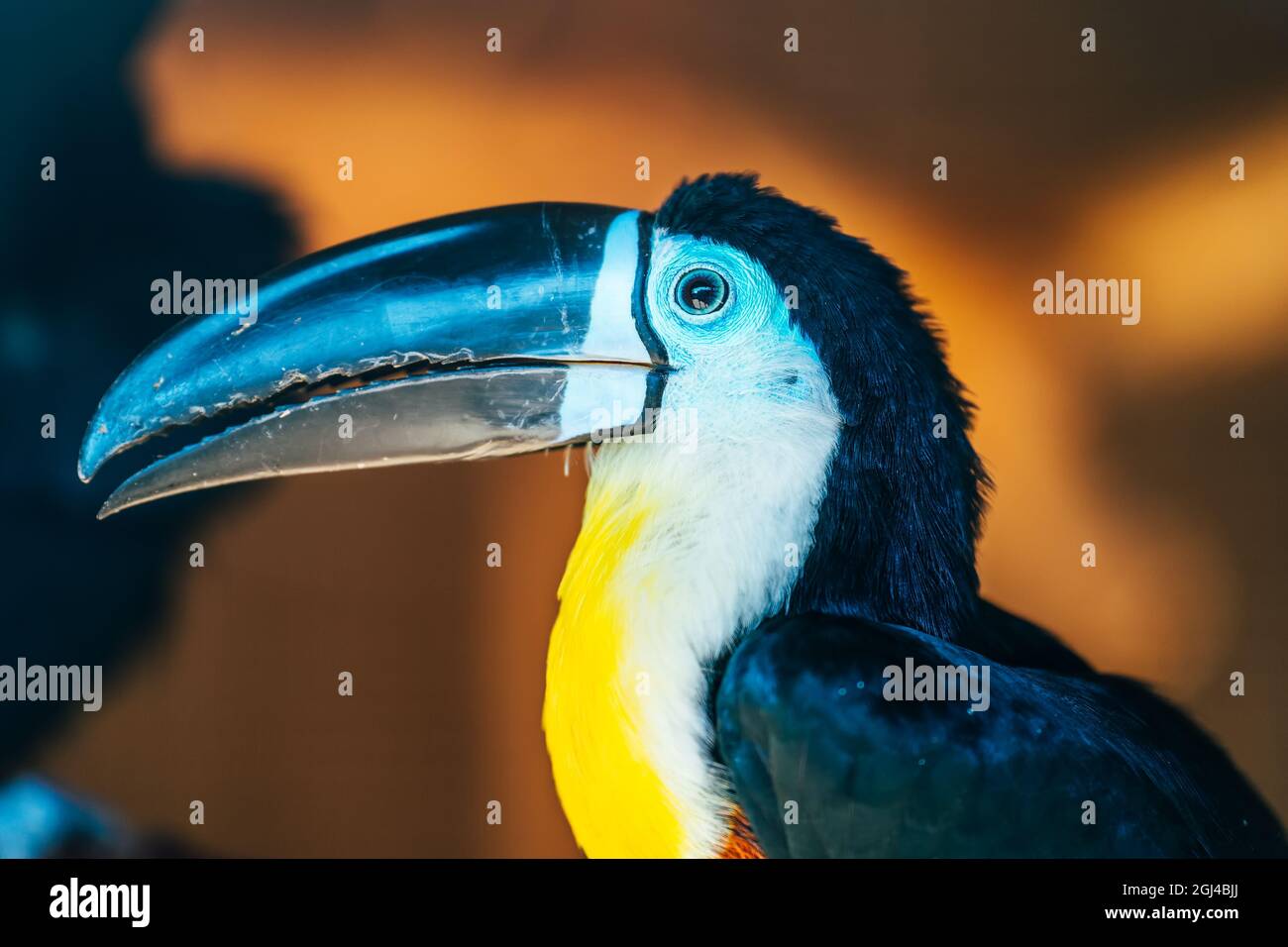 Uccello toucan con naso o becco nero grande, primo piano. Foto Stock