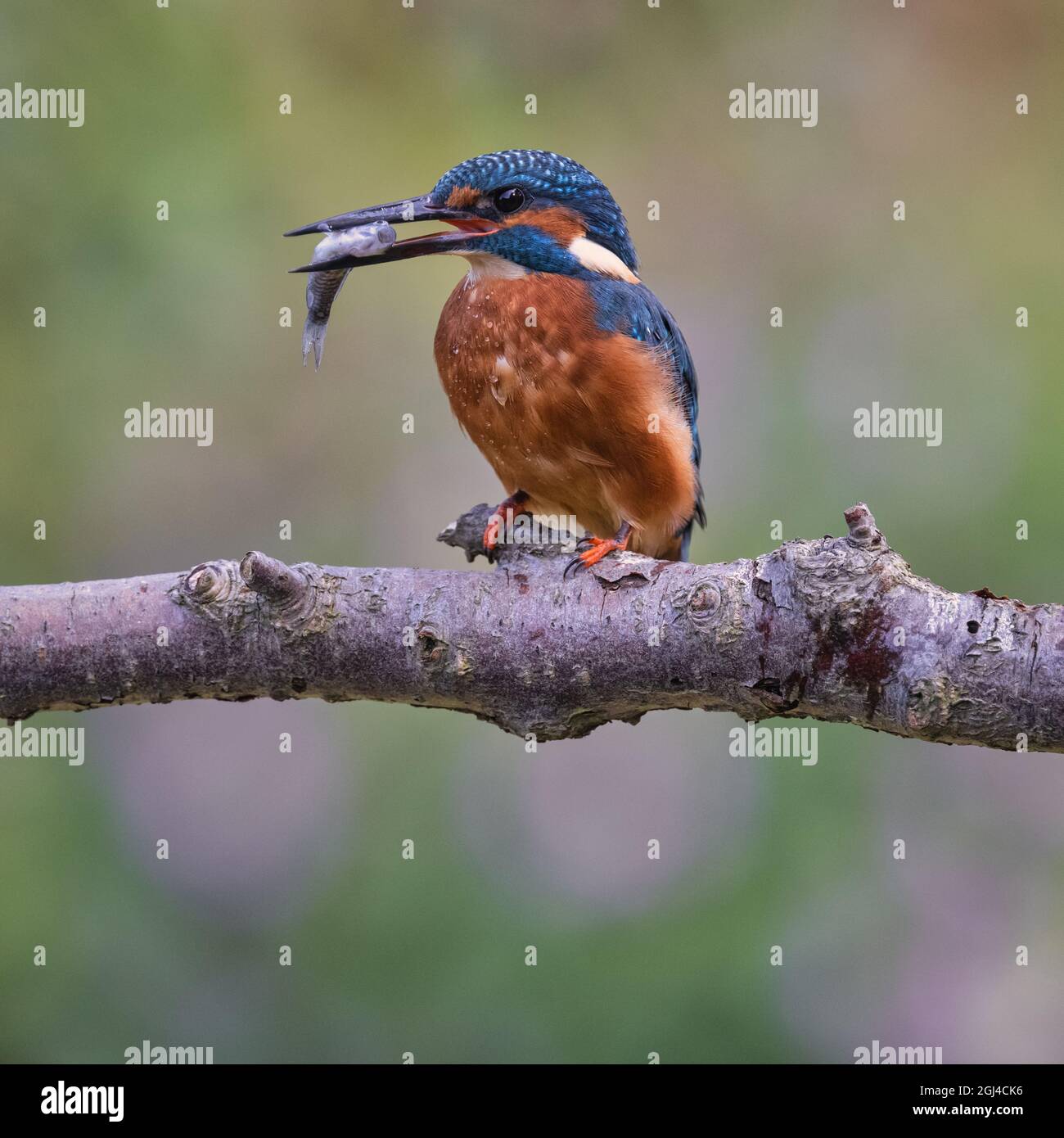 Un Kingfisher riposa sul suo persico, osservando il suo habitat Foto Stock