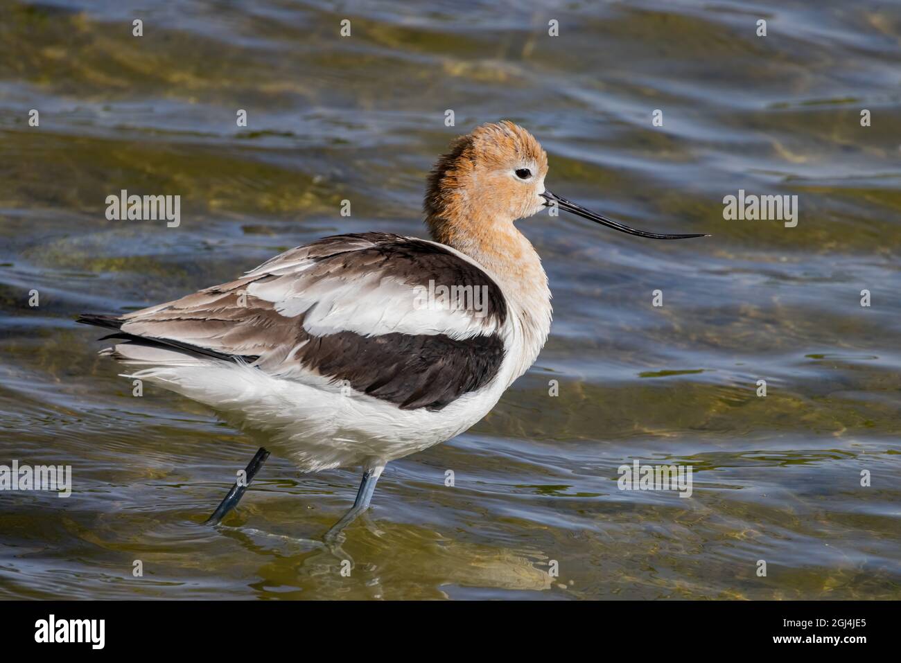 Primo piano dell'avoceto americano a Las Vegas, Nevada Foto Stock
