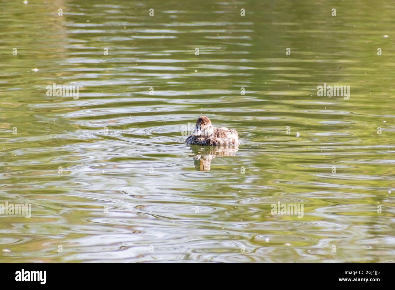 Primo piano di simpatico anatra nazionale nuoto al Nevada Foto Stock