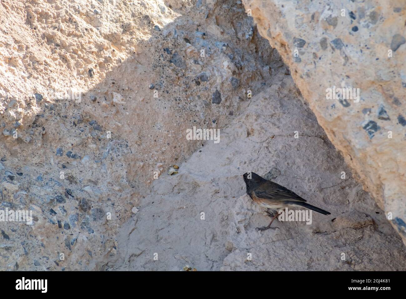 Primo piano di un bel junco con occhi oscuri sul terreno in Nevada Foto Stock