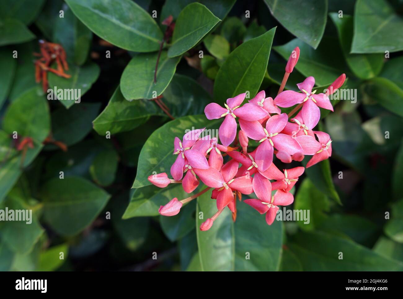 Campo di fiori nel giardino dalla Thailandia Foto Stock