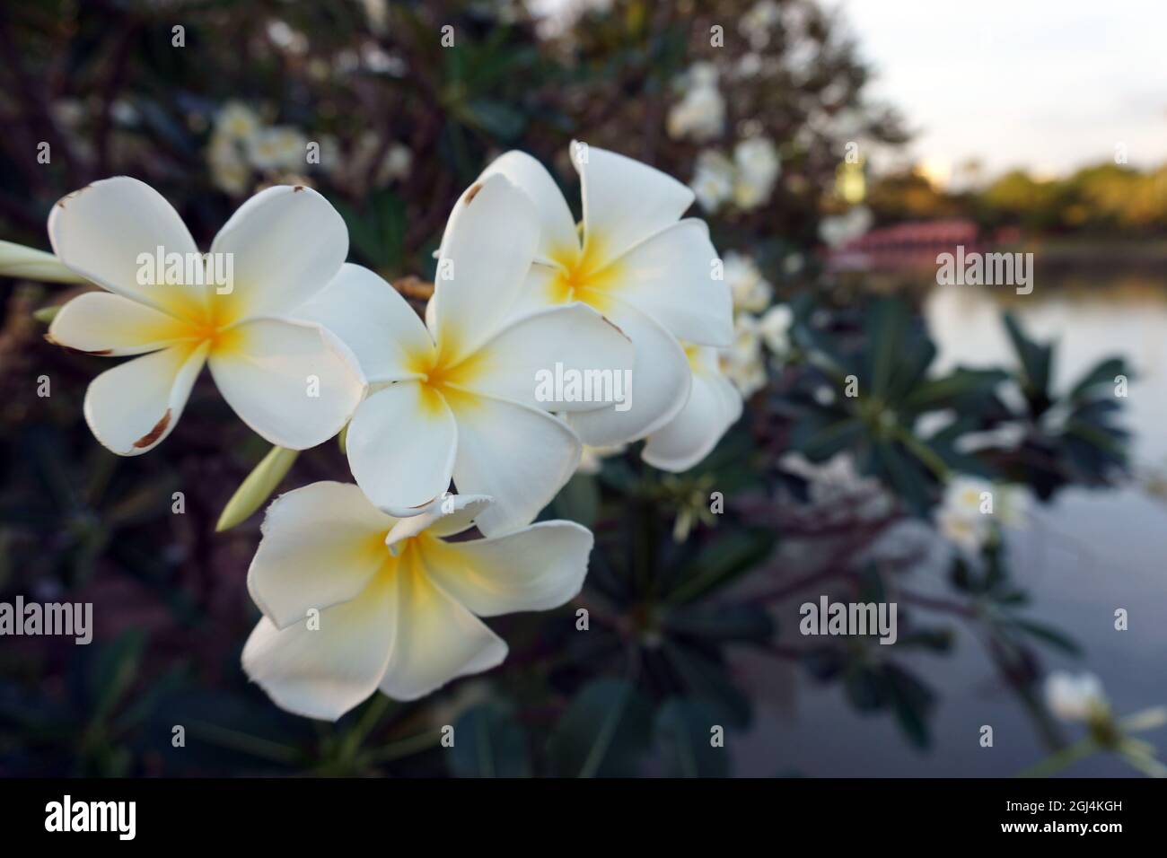 Campo di fiori di ffrangipani nel giardino dalla Thailandia Foto Stock