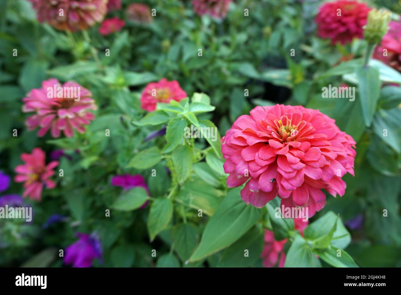 Campo di fiori nel giardino dalla Thailandia Foto Stock