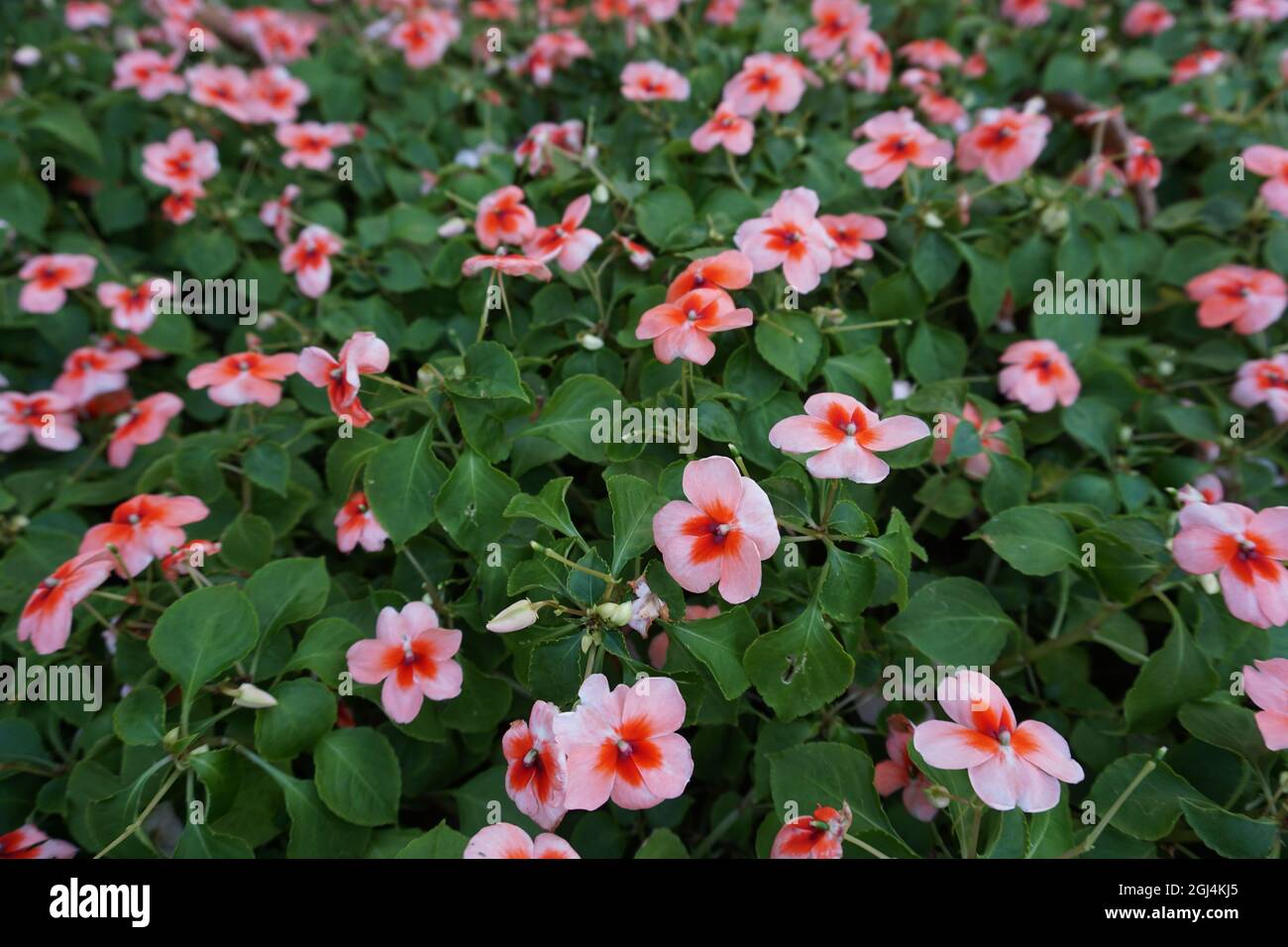 Campo di fiori nel giardino dalla Thailandia Foto Stock