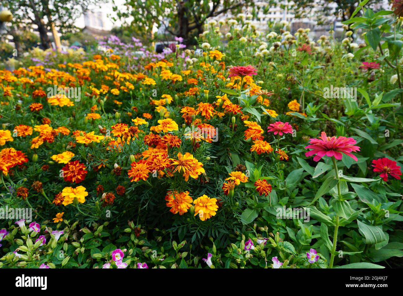 Campo di fiori nel giardino dalla Thailandia Foto Stock