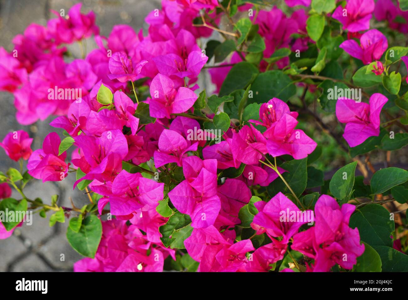 Campo di fiori nel giardino dalla Thailandia Foto Stock