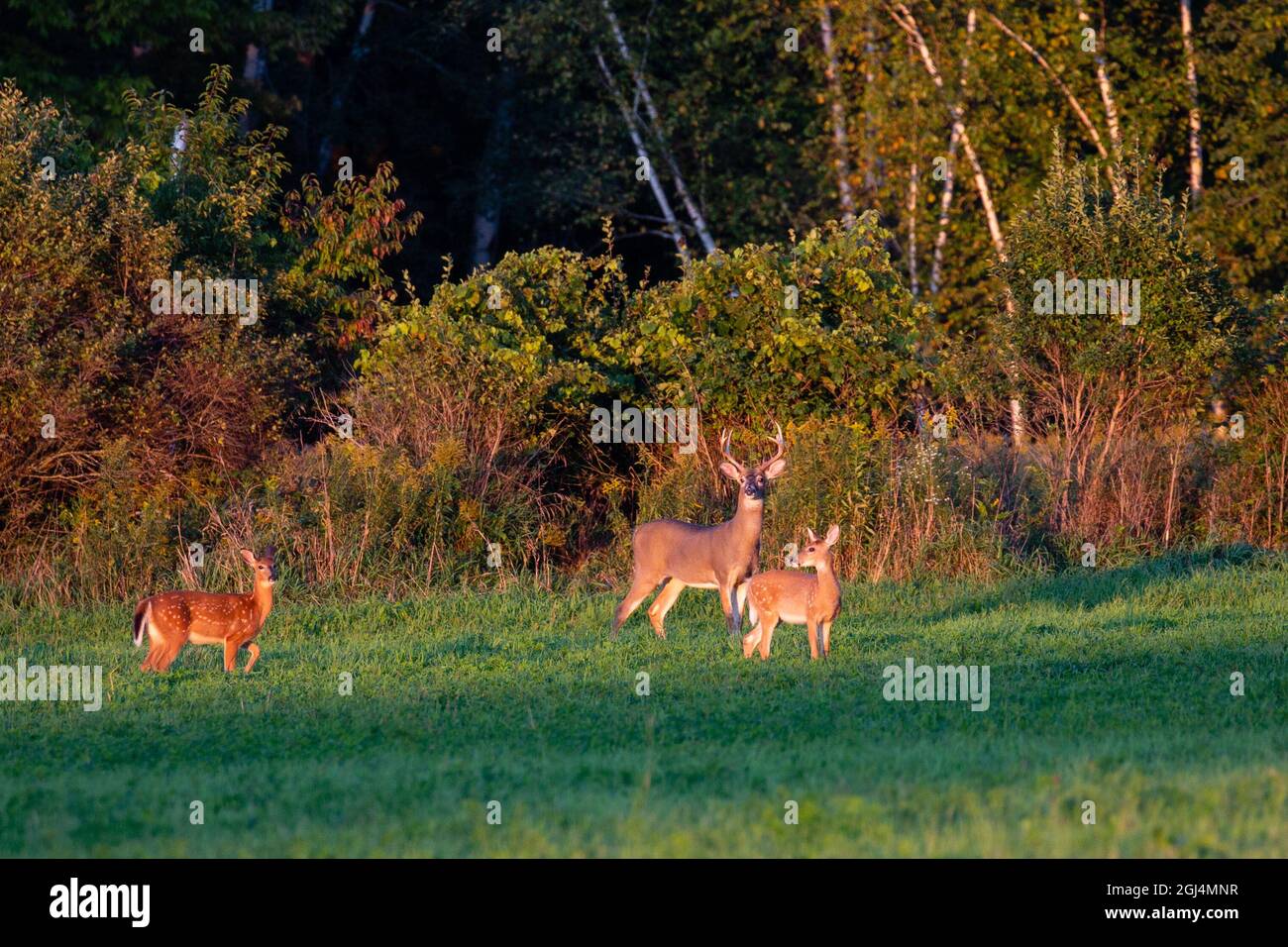 Cervi dalla coda bianca (odocoileus virginianus) in piedi in un campo di fieno del Wisconsin all'inizio di settembre, orizzontale Foto Stock