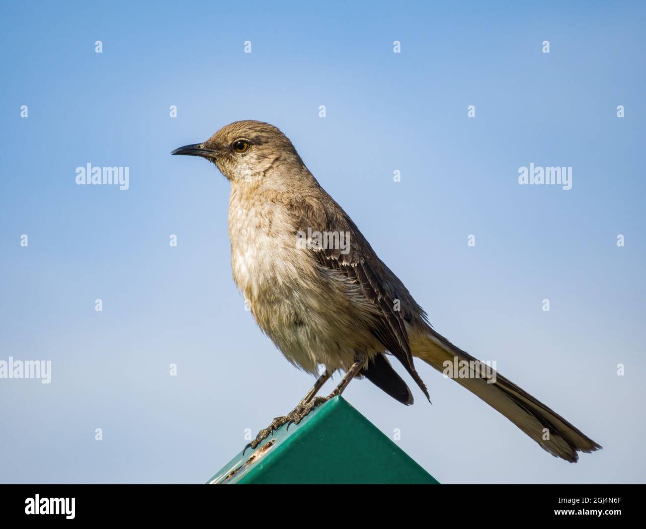 Primo piano di un simpatico mockingbird settentrionale in Nevada Foto Stock