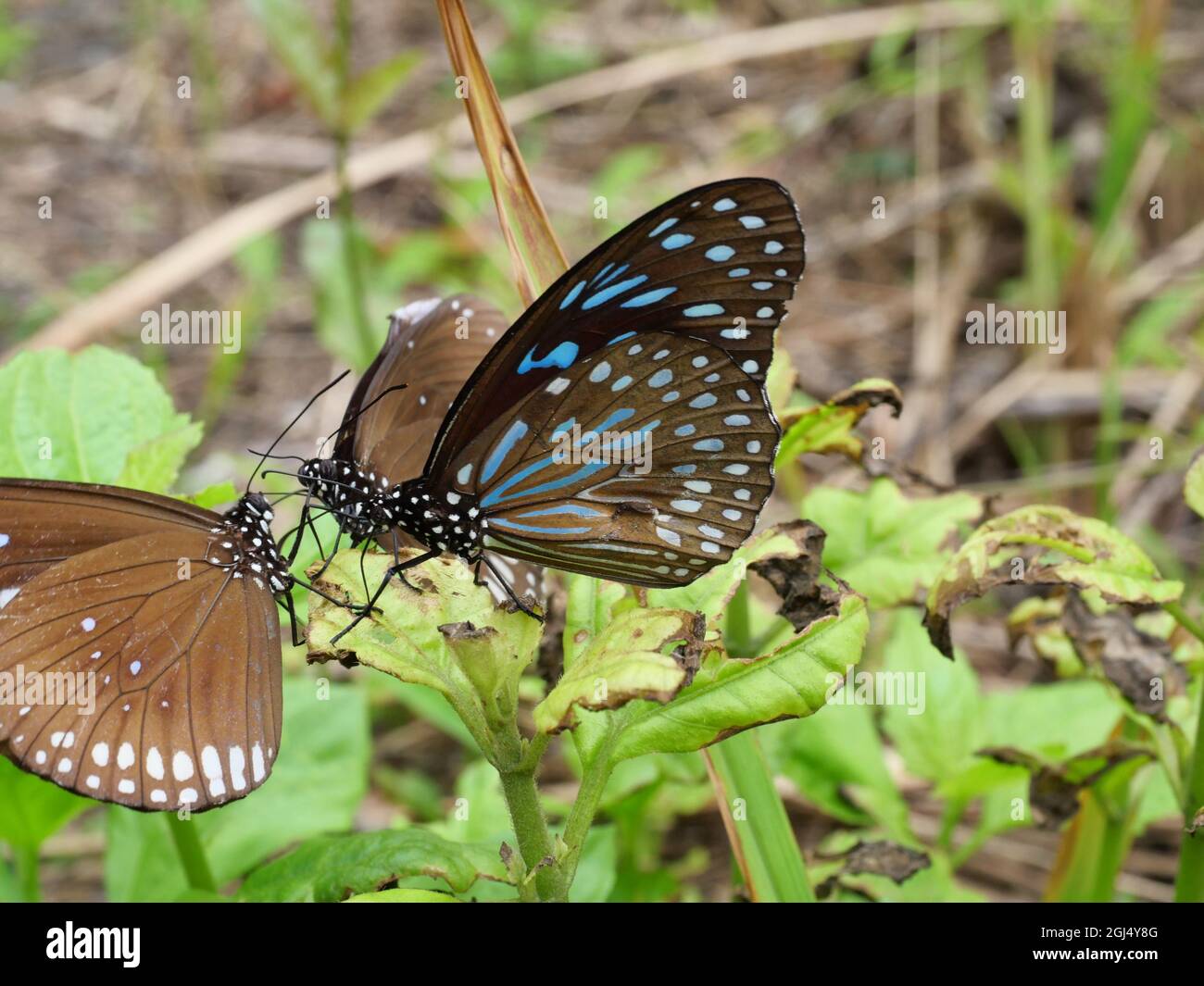 Il corvo blu di lunga marca con la farfalla della tigre blu pale su foglia verde di pianta di albero, molti punti bianchi con marrone con strisce blu e nere Foto Stock