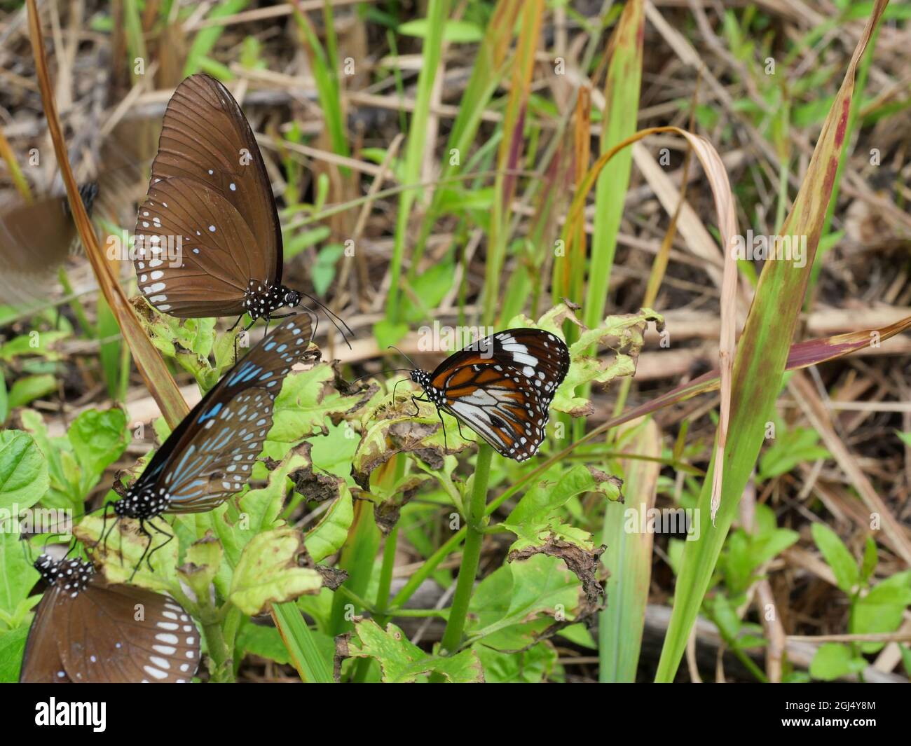 La tigre nera venata con Long-branded Blue Crow e pale Blue Tiger Butterfly su foglia verde di pianta albero Foto Stock