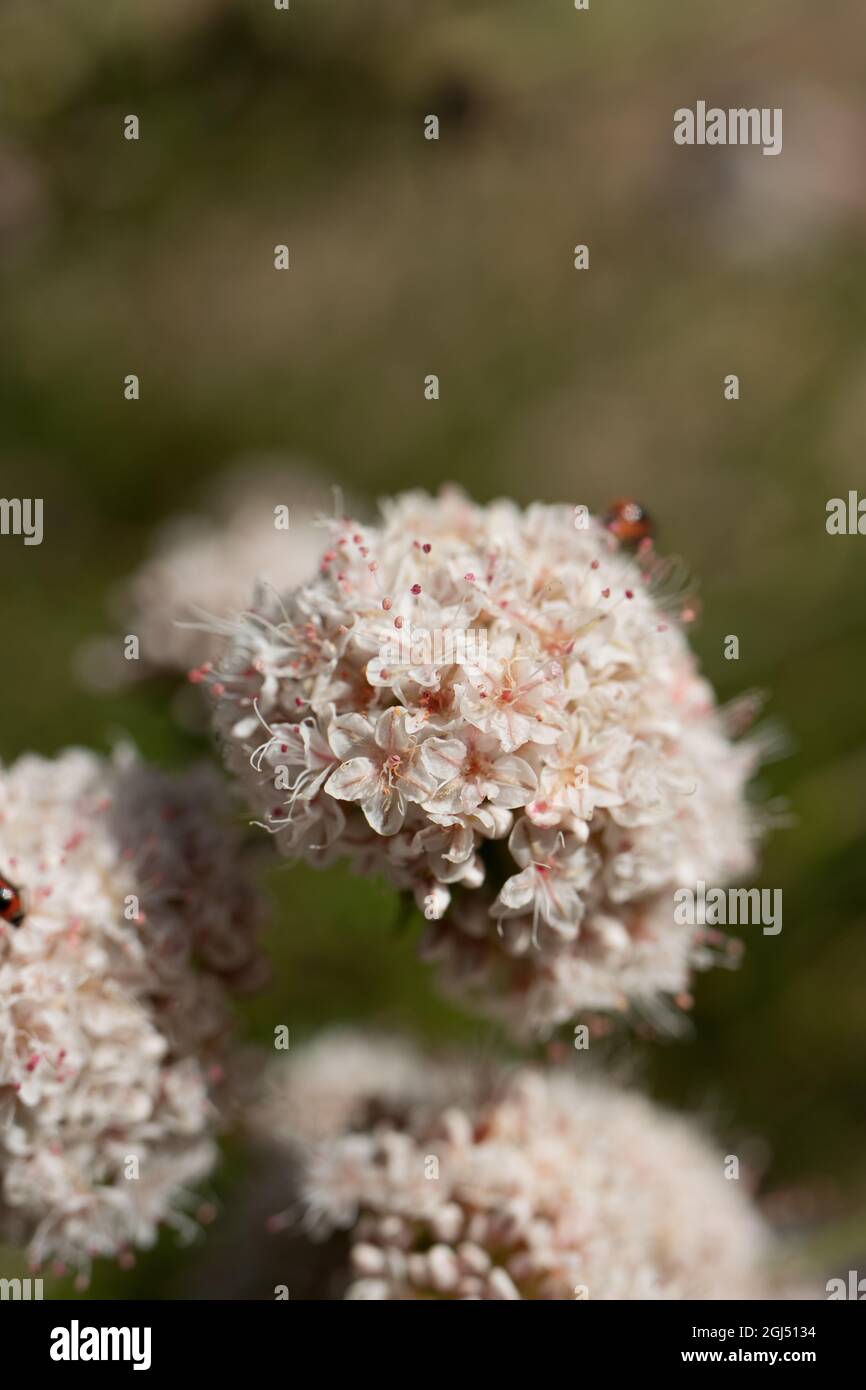 Le infiorescenze di testa di Cimose bianche della California Buckwheat, Eriogonum Fasciculatum, Polygonaceae, native nelle montagne di Santa Monica, Springtime. Foto Stock