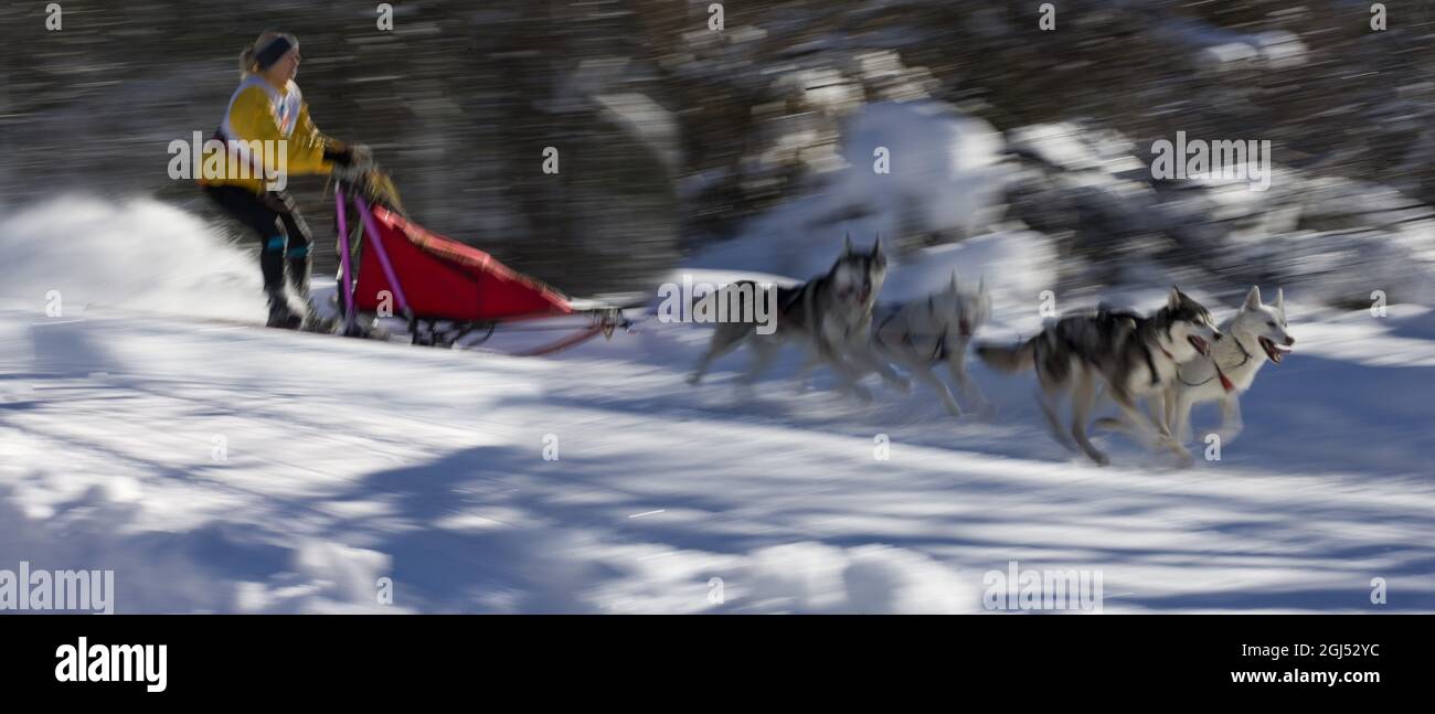 FRANCIA. HAUTES-ALPES (05) ECRINS NATIONAL PARK. STAZIONE SCIISTICA DI ORCIERES 1850. CANE SLED CORSA Foto Stock