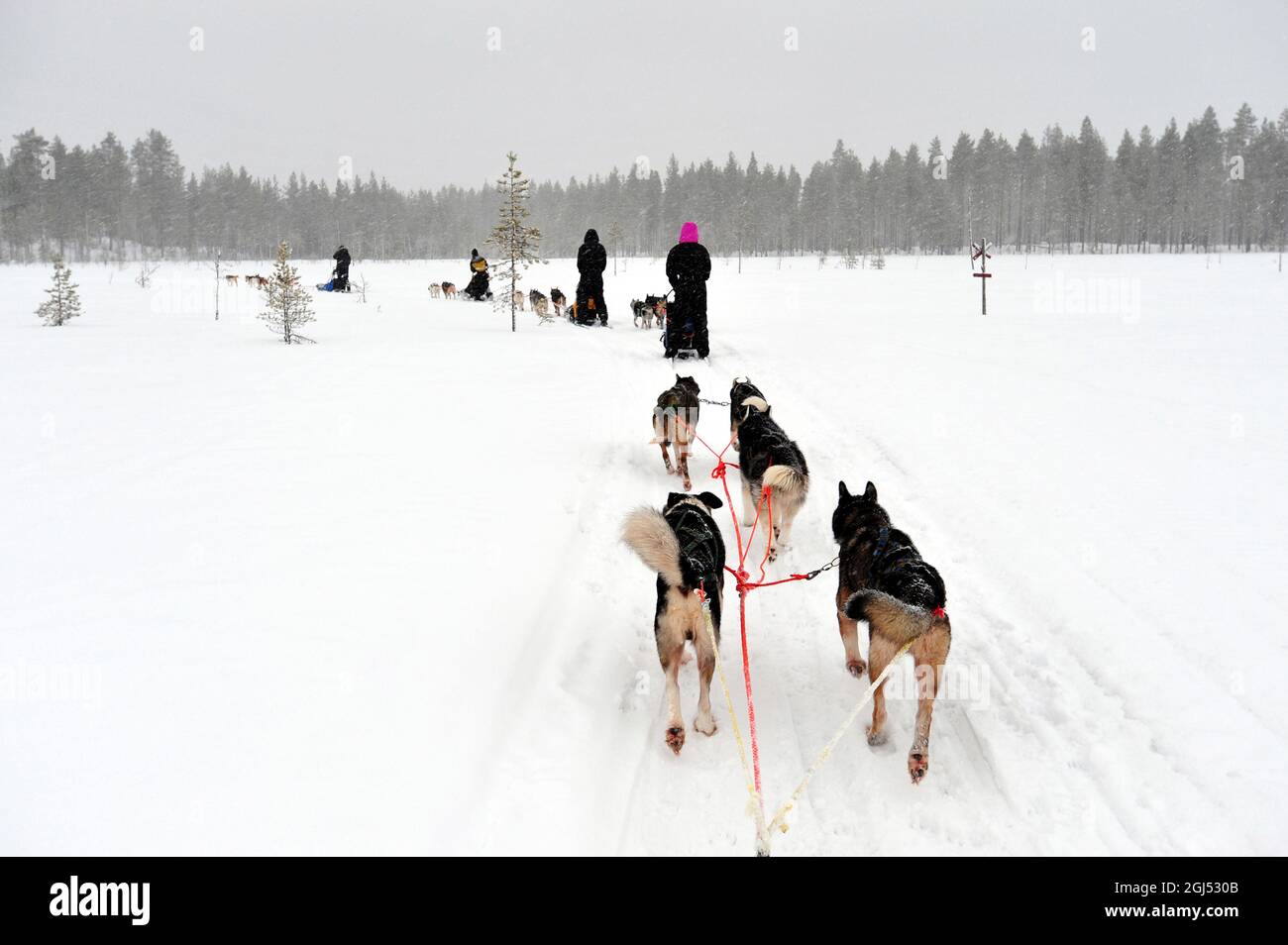 Scandinavia. Finlandia in inverno. Parco Nazionale di Hossa. Slitta con cani nel parco nazionale. Foto Stock