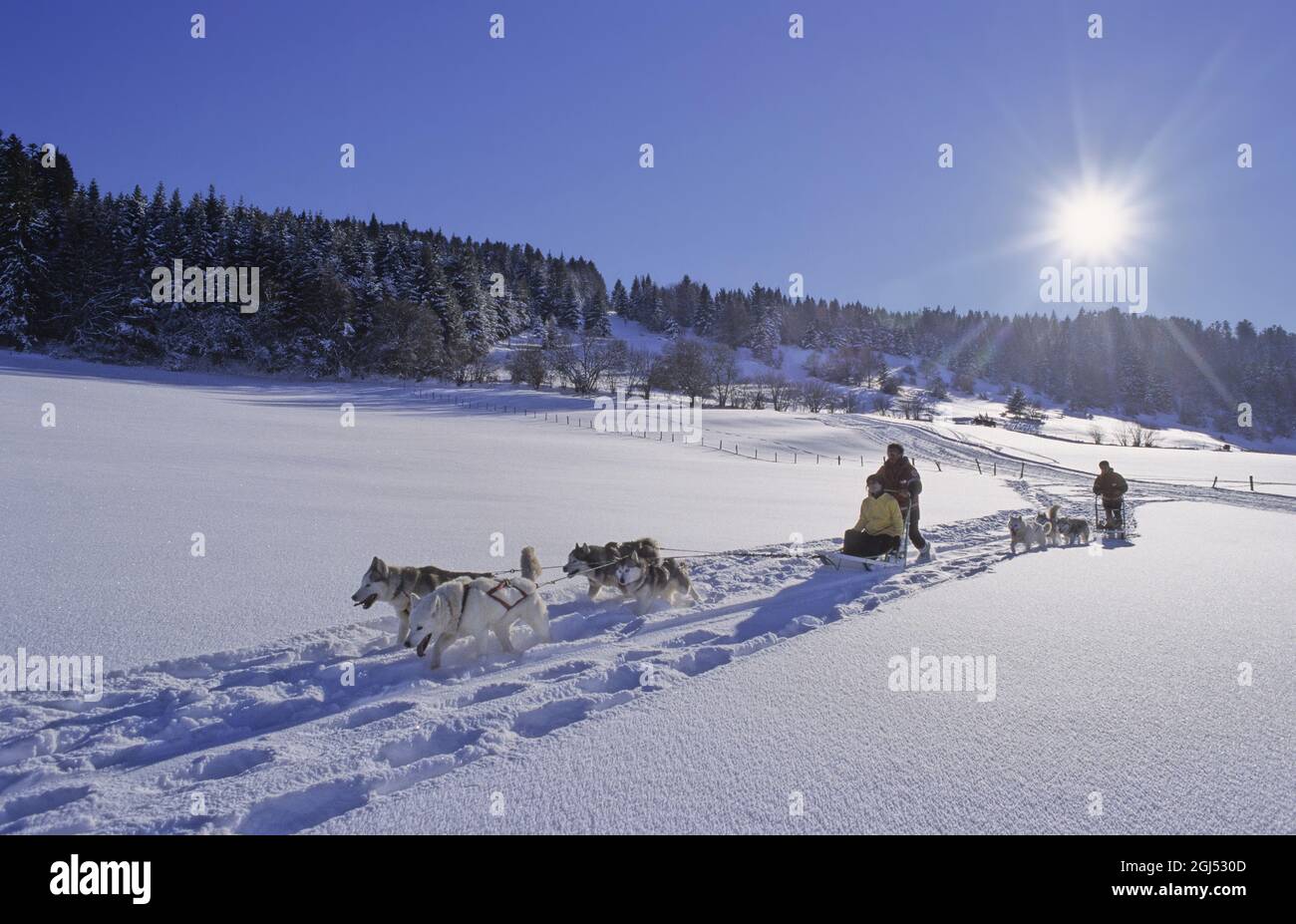 Francia, Doubs (25) montagne del Giura, slitta trainata da cani vicino al villaggio di la Chaux de Gilley Foto Stock