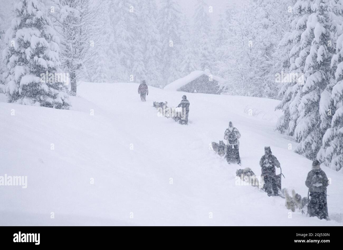 Francia, Haute-Savoie (74) stazione sciistica di Les Gets, adolescenti escursioni cane sledding in una tempesta di neve Foto Stock