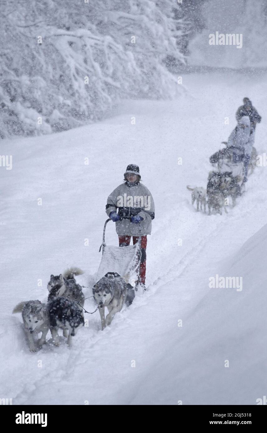 Francia, Haute-Savoie (74) stazione sciistica di Les Gets, adolescenti escursioni cane sledding in una tempesta di neve Foto Stock