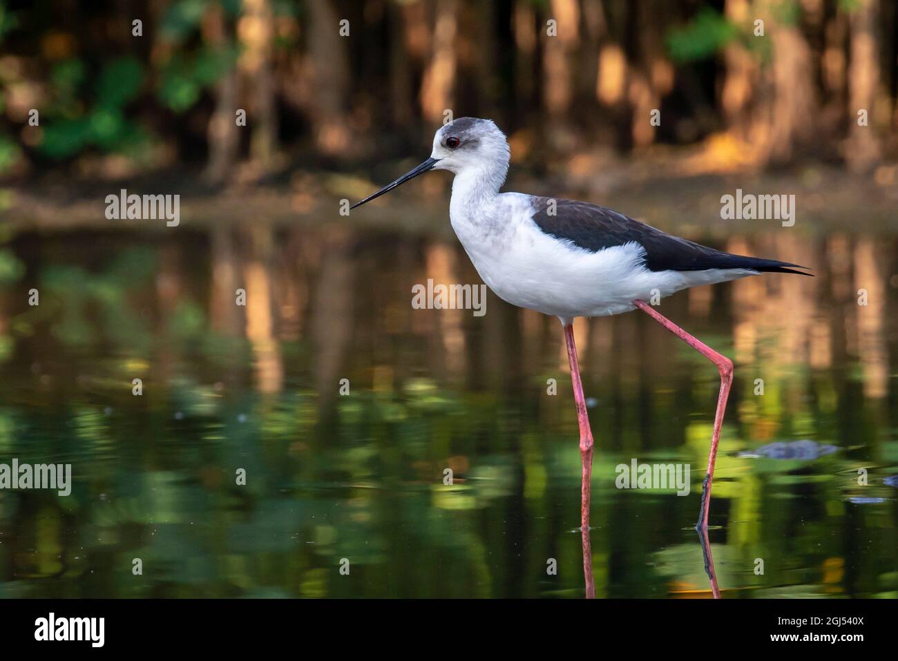 Immagine di Stilt alato nero (Himantopus himantopus) sono alla ricerca di cibo. Uccello. Animali selvatici. Foto Stock