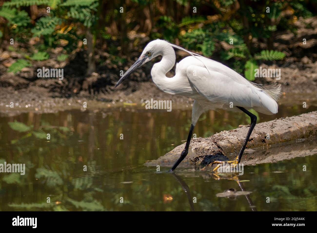 Immagine della piccola egretta (Egretta garzetta) in cerca di cibo nella palude su sfondo naturale. Uccello. Animali. Foto Stock