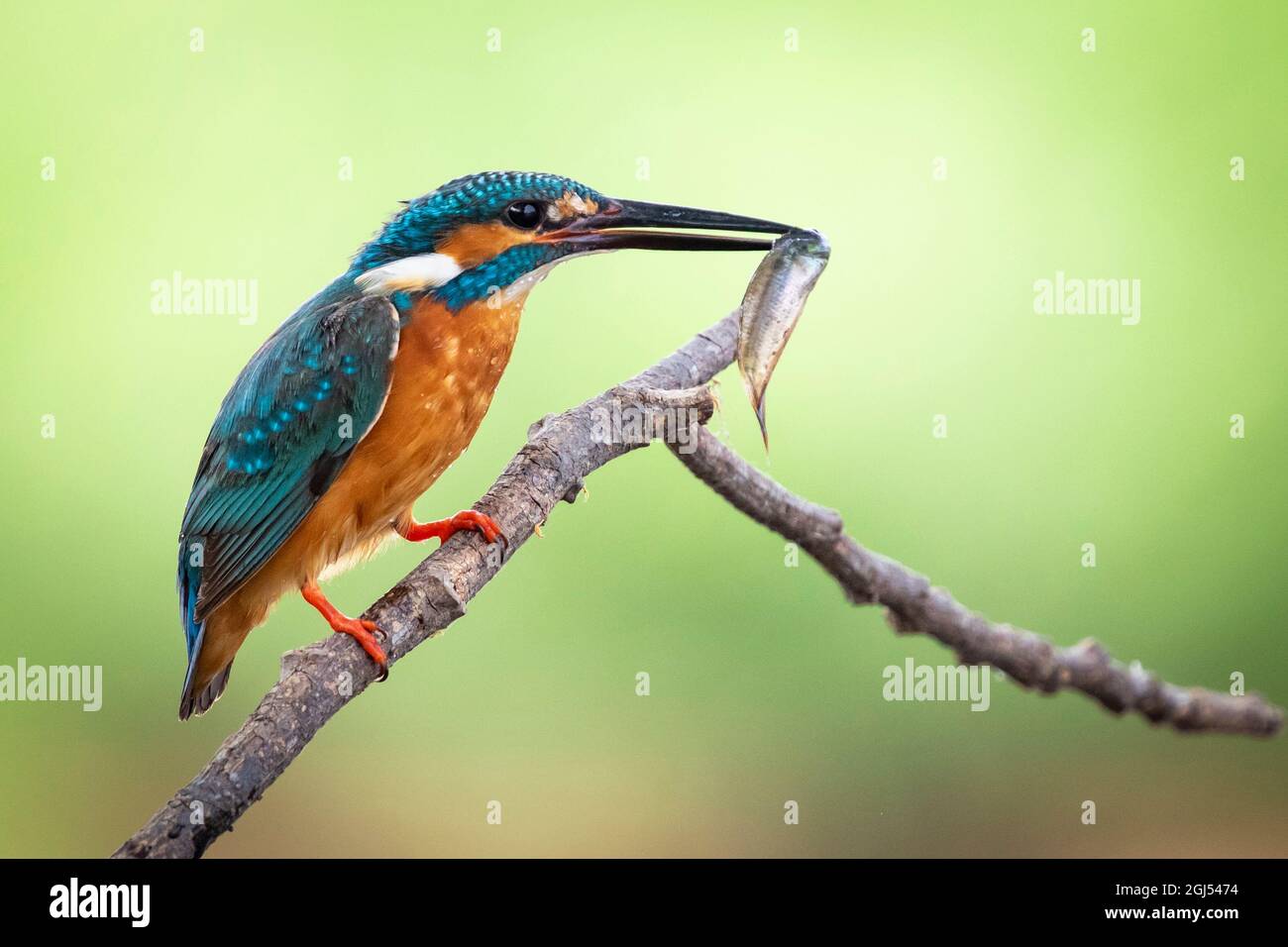 Immagine di un comune Martin pescatore (Alcedo atthis) tenere il pesce in bocca e arroccato su un ramo su sfondo naturale. Uccello. Animali. Foto Stock