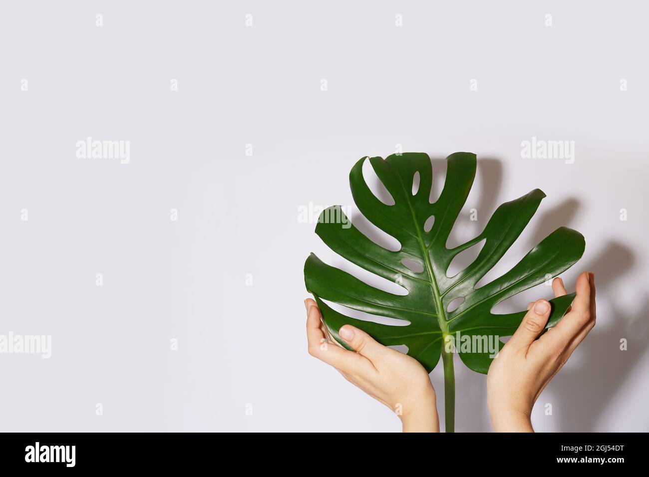 Una donna tiene in mano una foglia della pianta di Monstera. Concetto di cura di houseplant. Sfondo bianco con spazio di copia Foto Stock