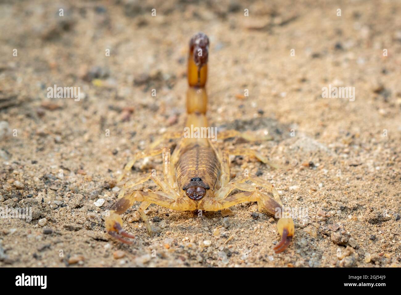 Immagine di scorpione marrone sul terreno. Insetto. Animale. Foto Stock