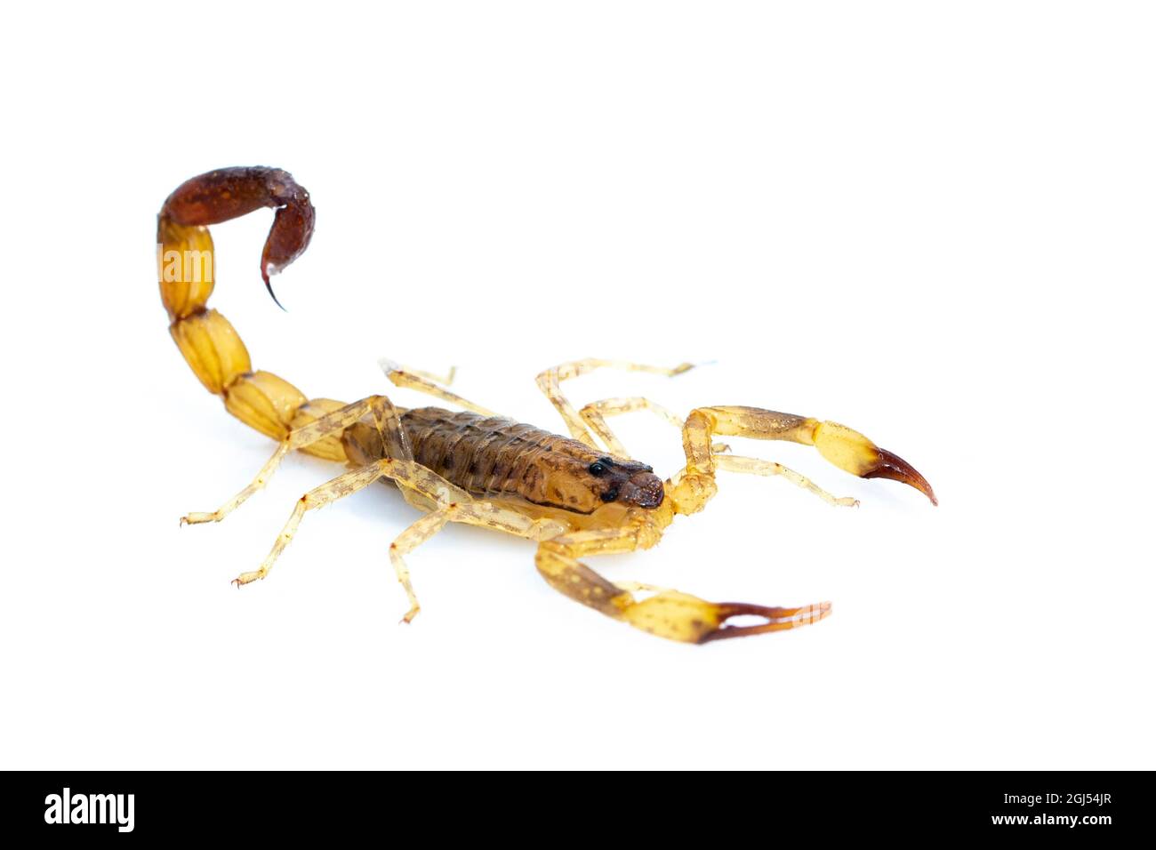 Immagine di scorpione marrone isolato su sfondo bianco. Insetto. Animale. Foto Stock