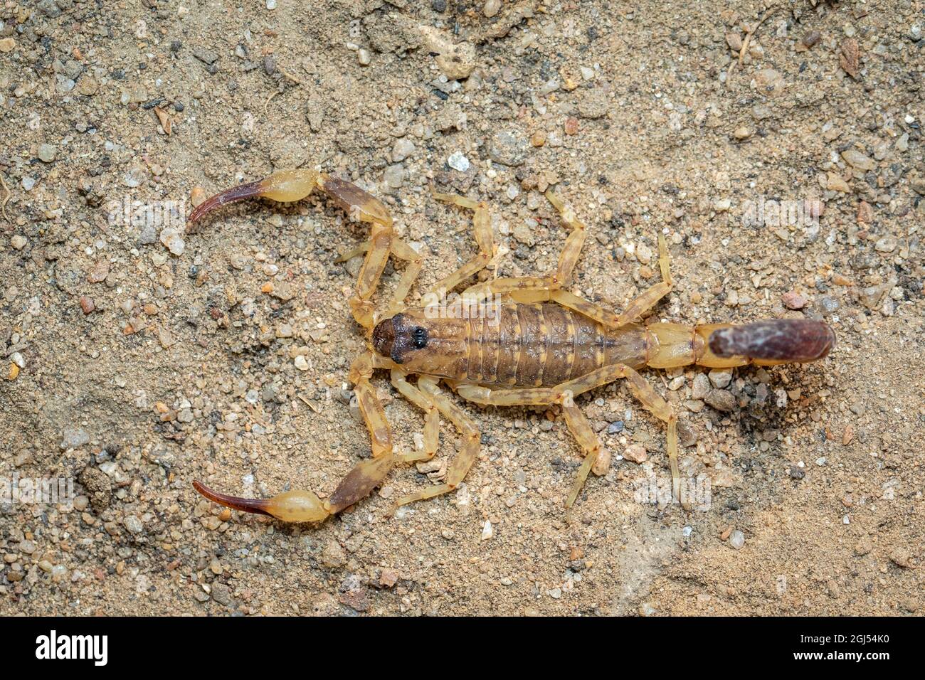 Immagine di scorpione marrone sul terreno. Insetto. Animale. Foto Stock