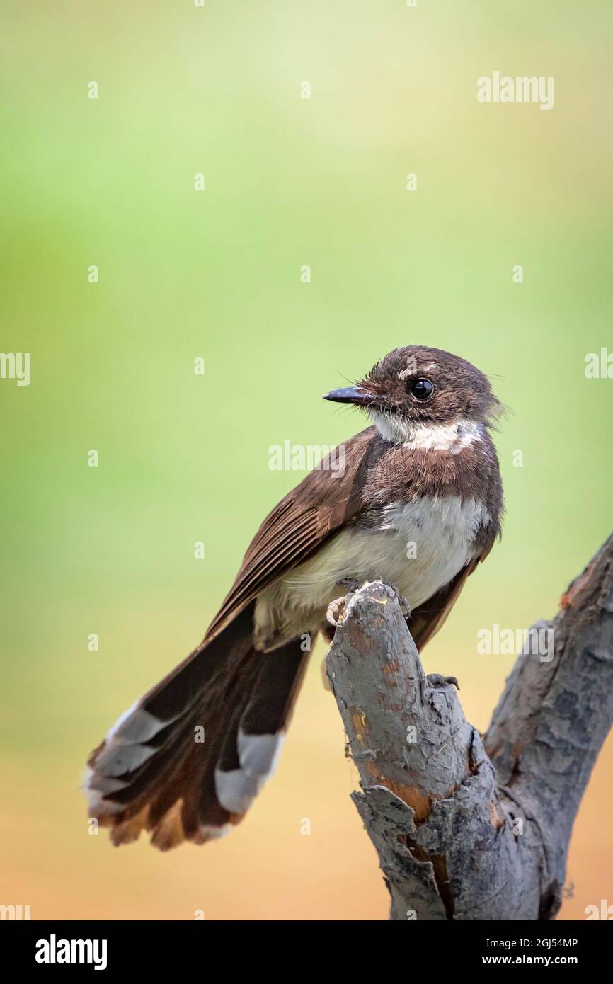 Sunda Pied Fantail o Malese Pied Fantail arroccato su un ramo d'albero. Foto Stock