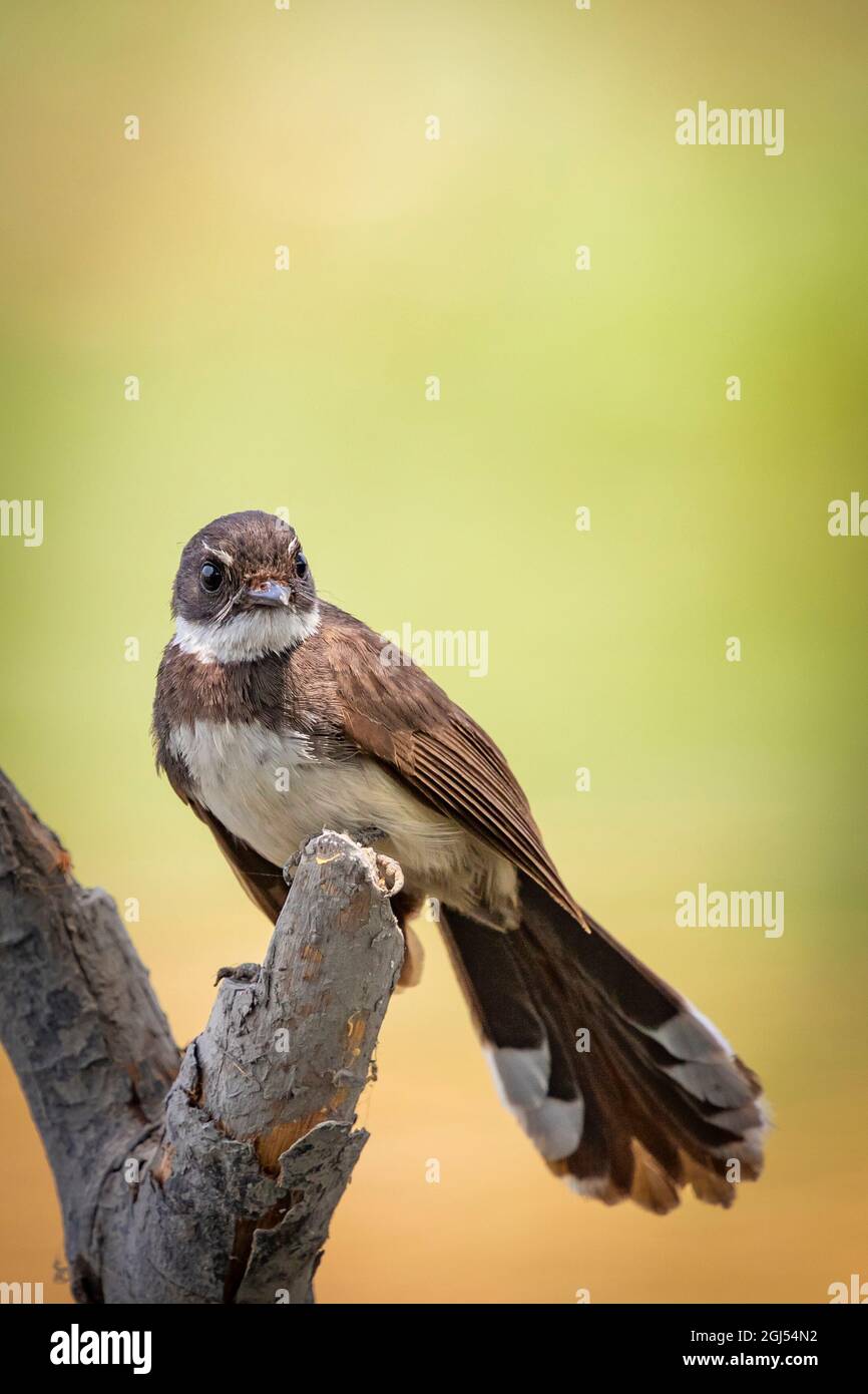 Sunda Pied Fantail o Malese Pied Fantail arroccato su un ramo d'albero. Foto Stock