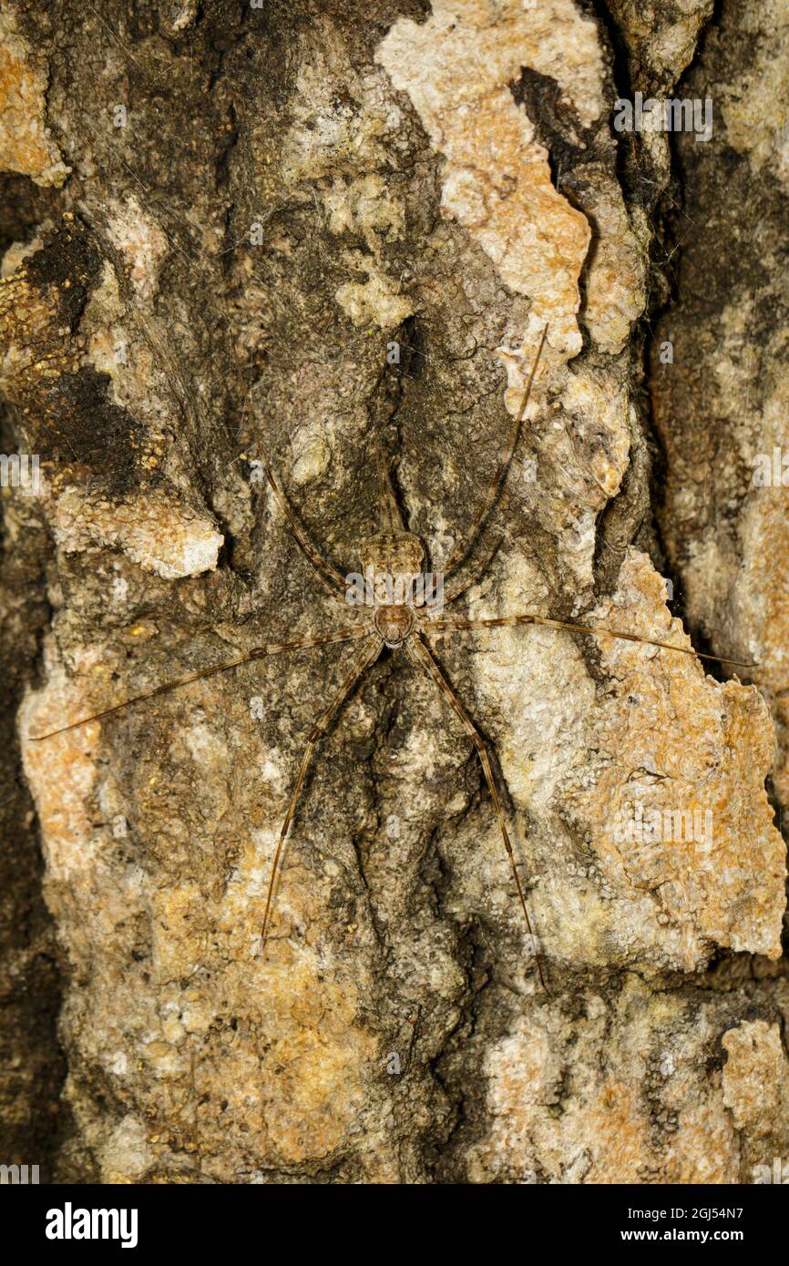 Immagine di Spider a due code (Hersilia sp.) sull'albero. Insetto. Animale Foto Stock