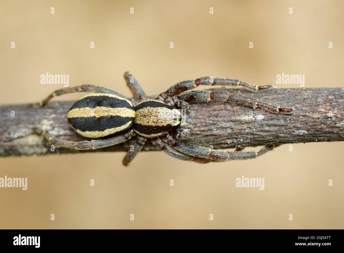 Immagine di un maschio a ragnatela da parete grigia (Menemerus bivittatus) su un ramo di albero marrone. Insetto. Animale. Salticidae. Foto Stock