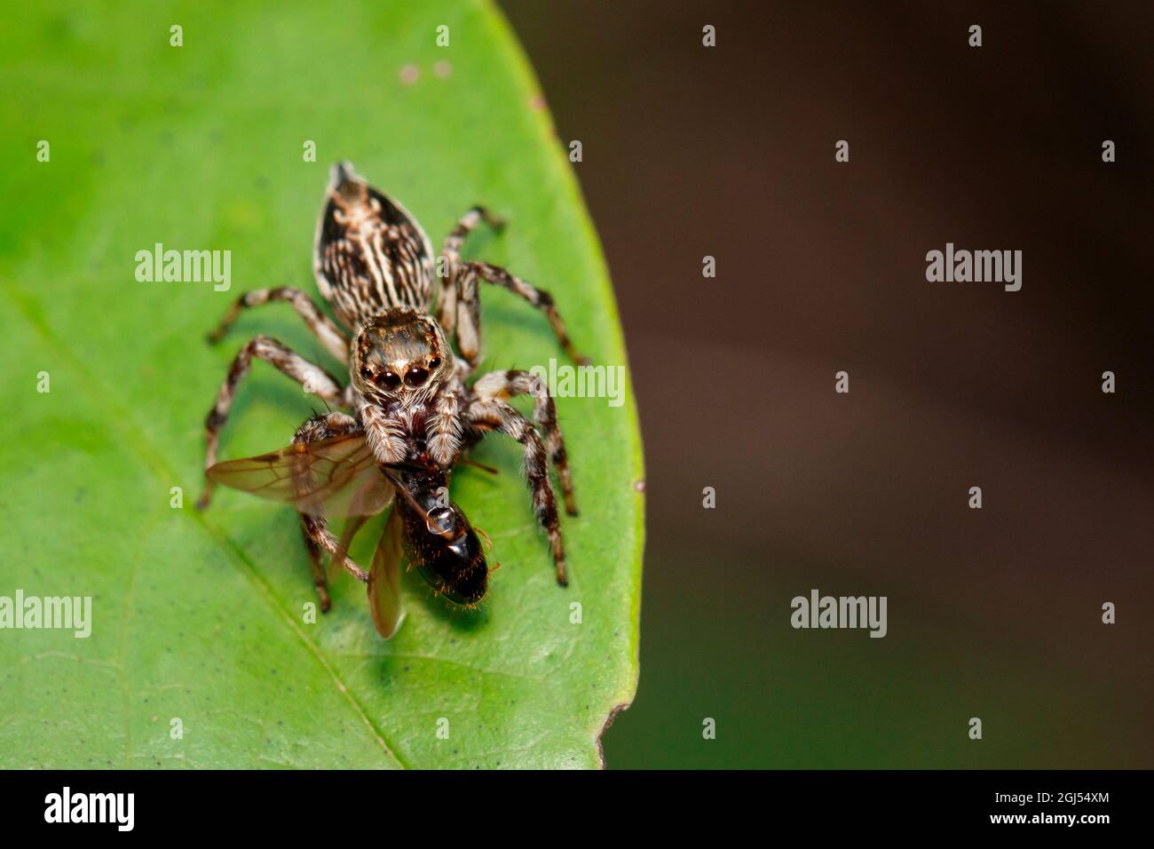 Immagine dei ragni salti (Salticidae) che mangiano preda sulle foglie verdi. Insetto. Animale Foto Stock