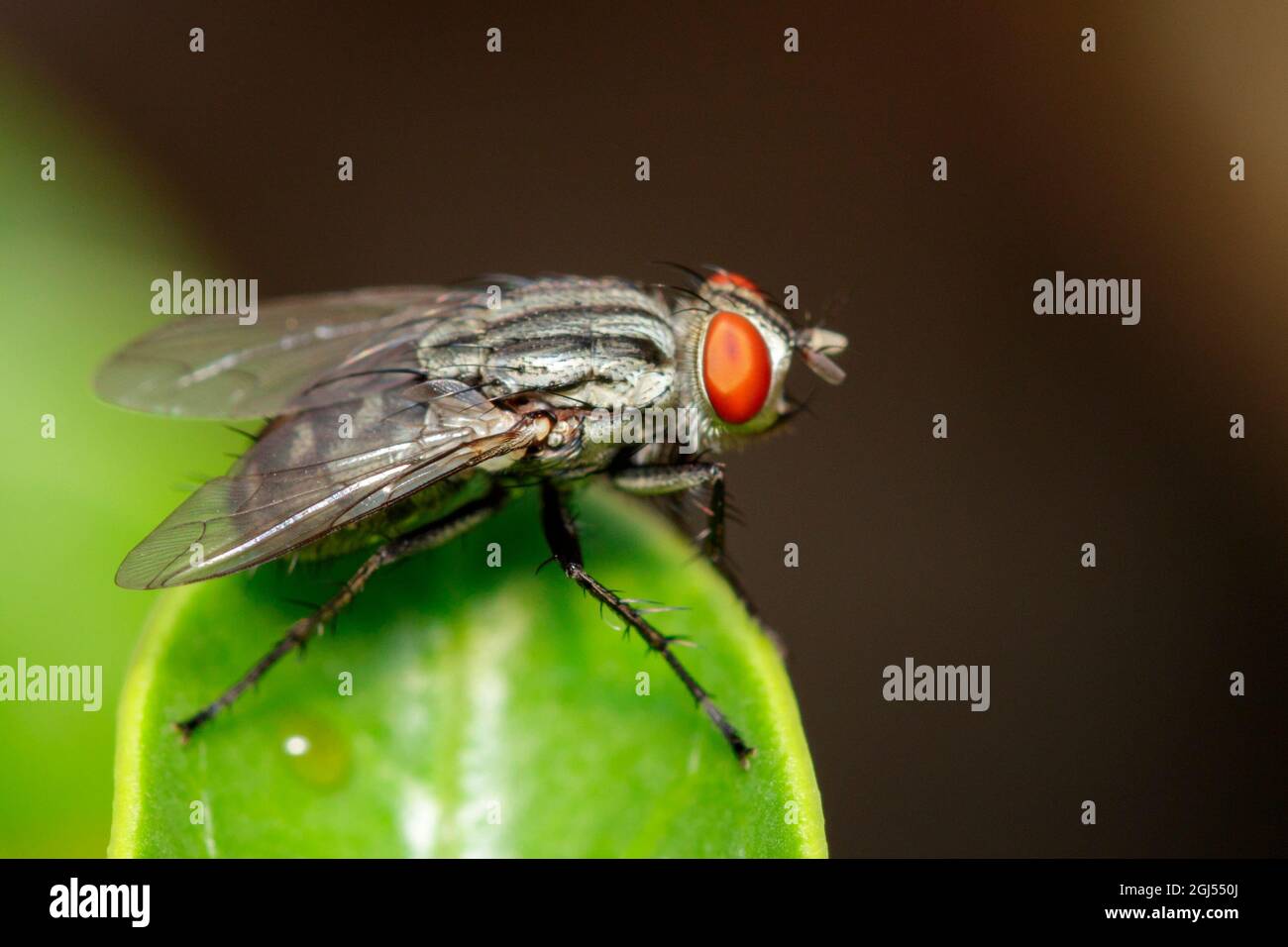 Immagine di una mosca (Diptera) su foglie verdi. Animale di insetto Foto Stock