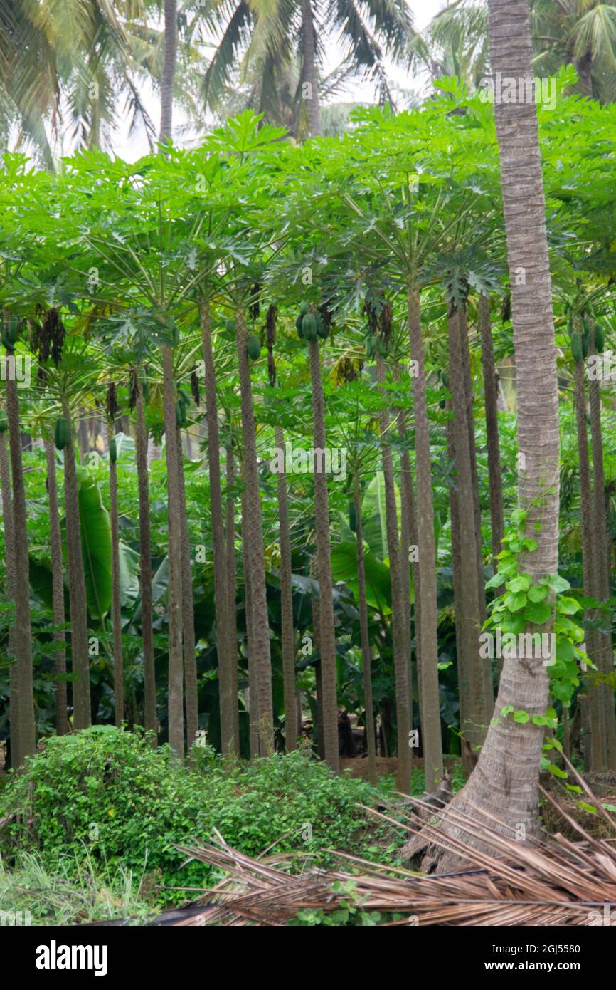 Paesaggio di fattorie di palme da cocco, banana e papaya - Salalah 2021, Oman. È disponibile il formato file RAW Foto Stock