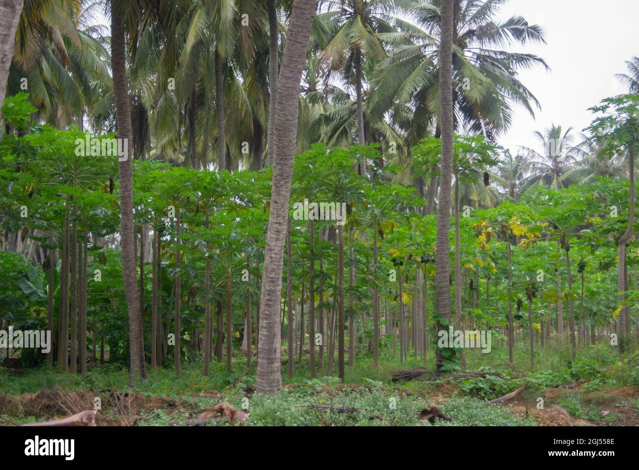 Paesaggio di fattorie di palme da cocco, banana e papaya - Salalah 2021, Oman. È disponibile il formato file RAW Foto Stock