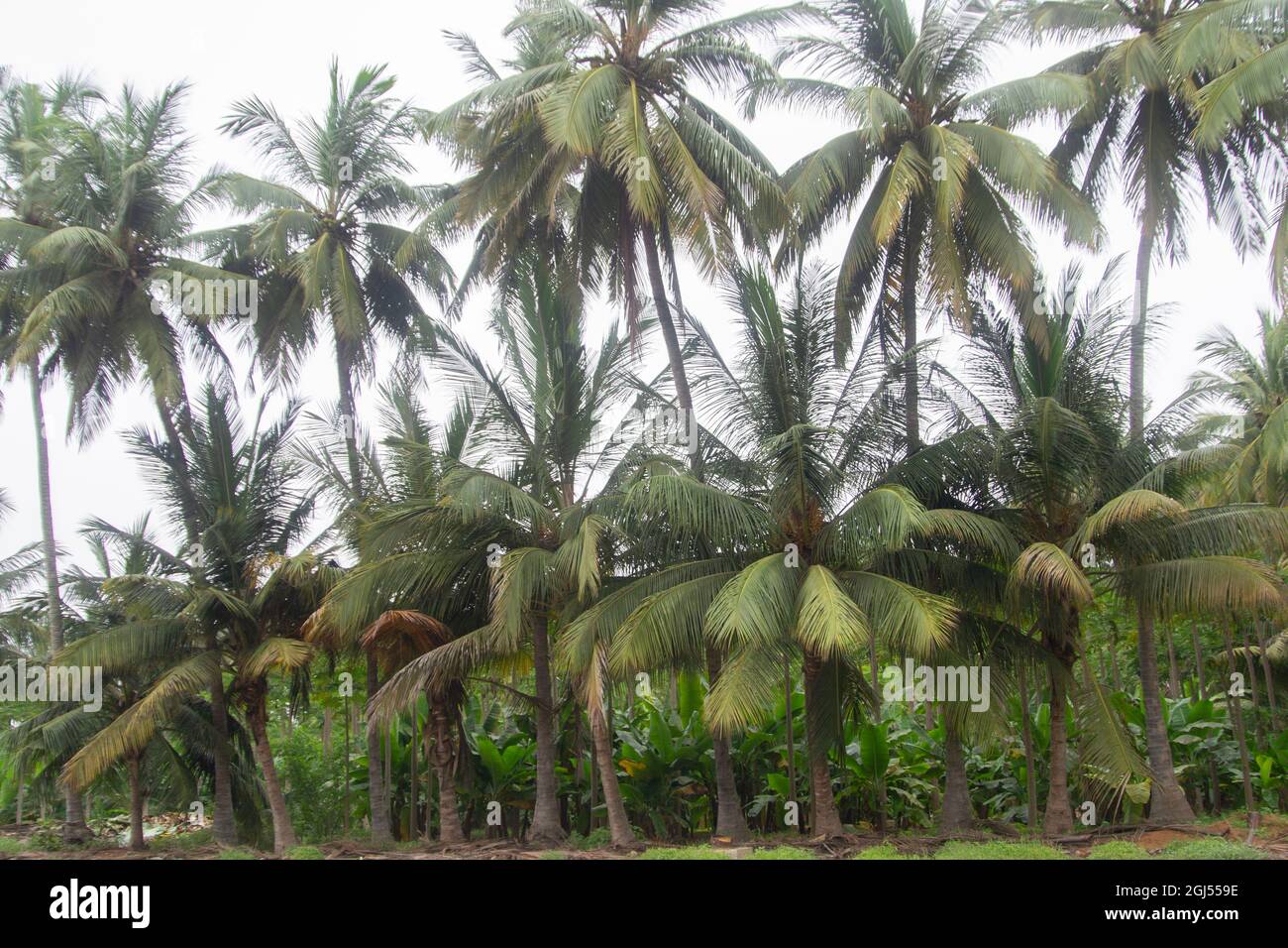 Paesaggio di fattorie di palme da cocco, banana e papaya - Salalah 2021, Oman. È disponibile il formato file RAW Foto Stock