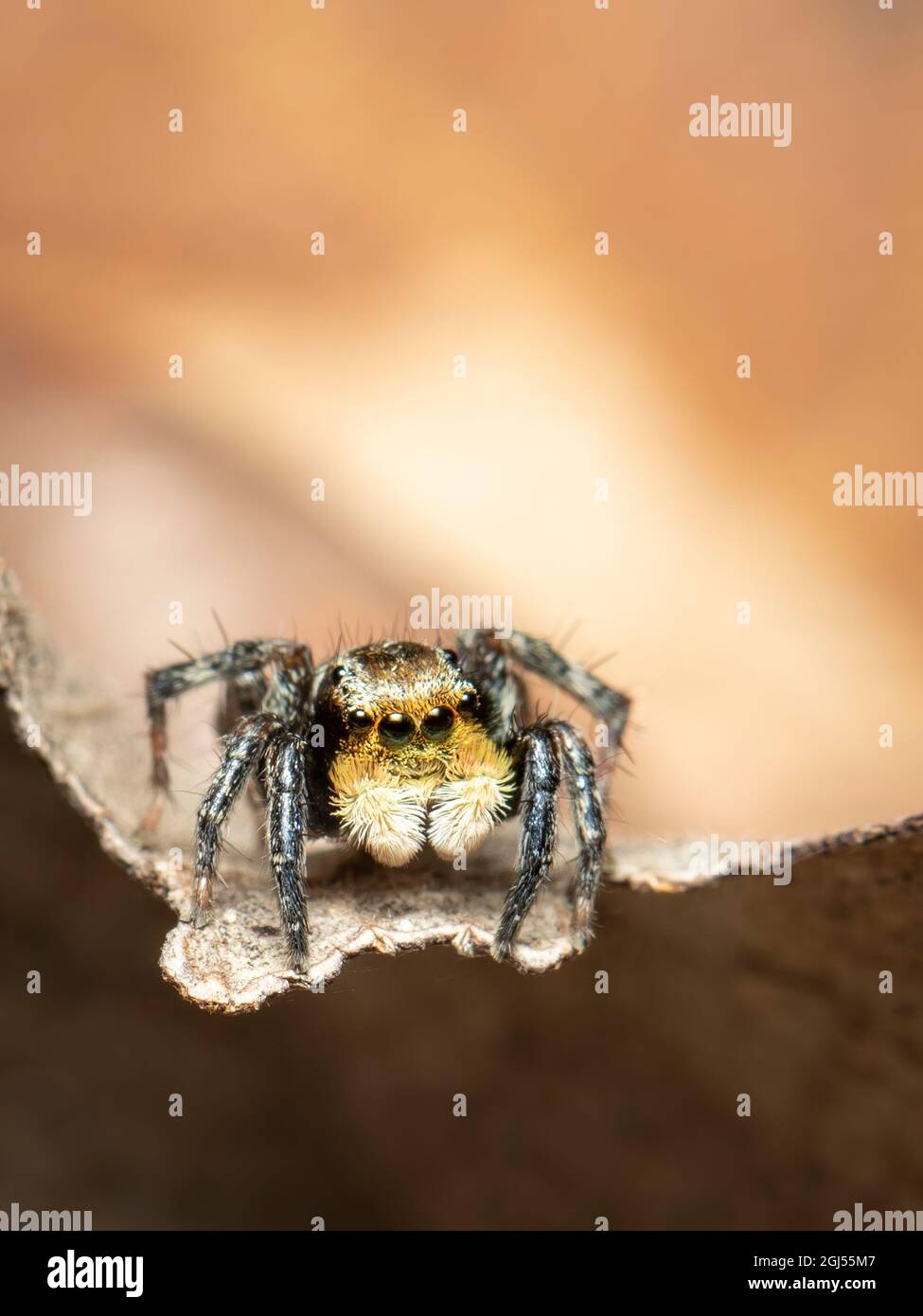 Immagine dei ragni di salto (Salticidae) su sfondo naturale., Insect. Animale. Foto Stock